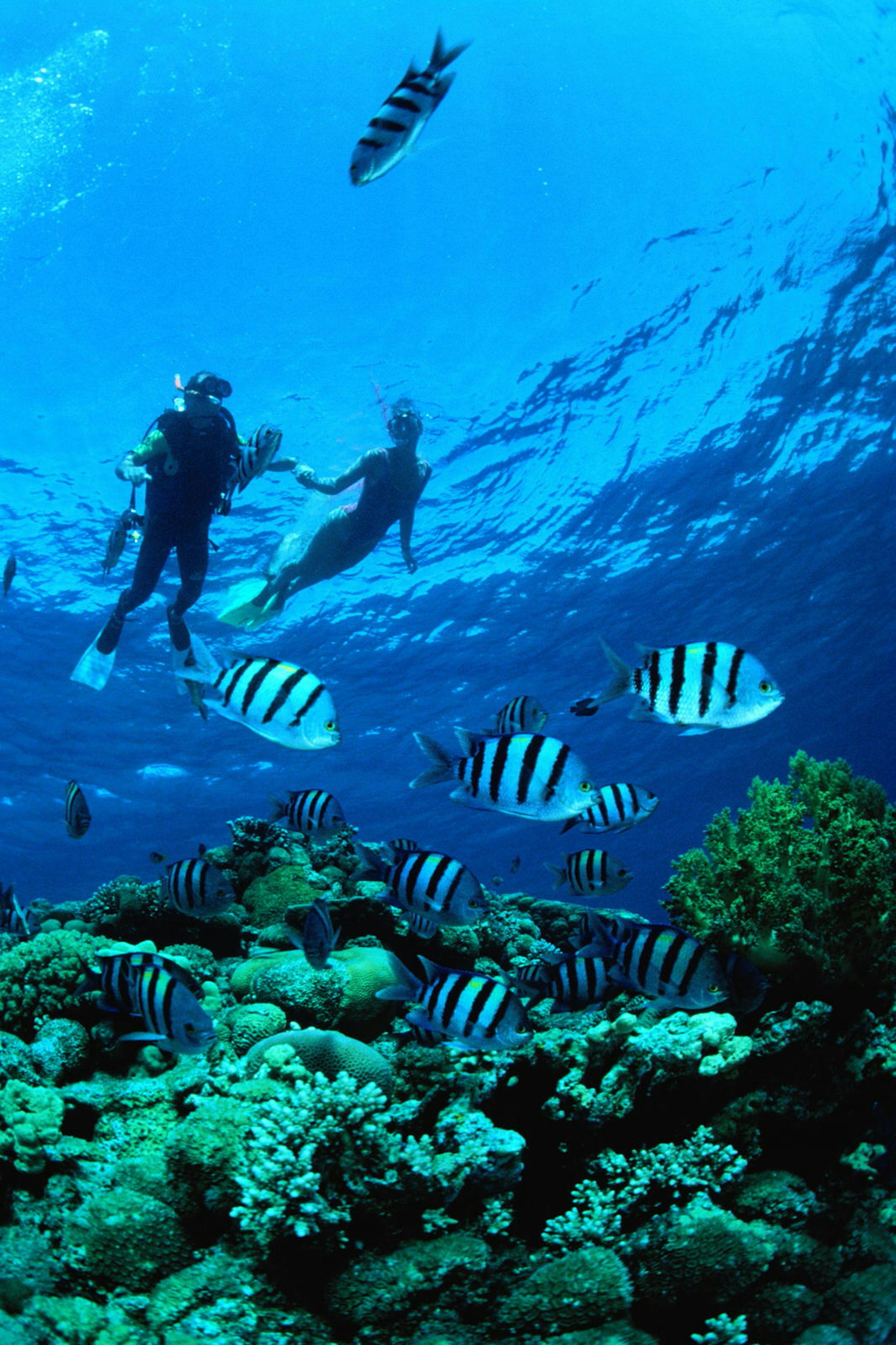 Couple diving in the Red Sea near Eilat. Image by Kevin Cullimore / Getty
