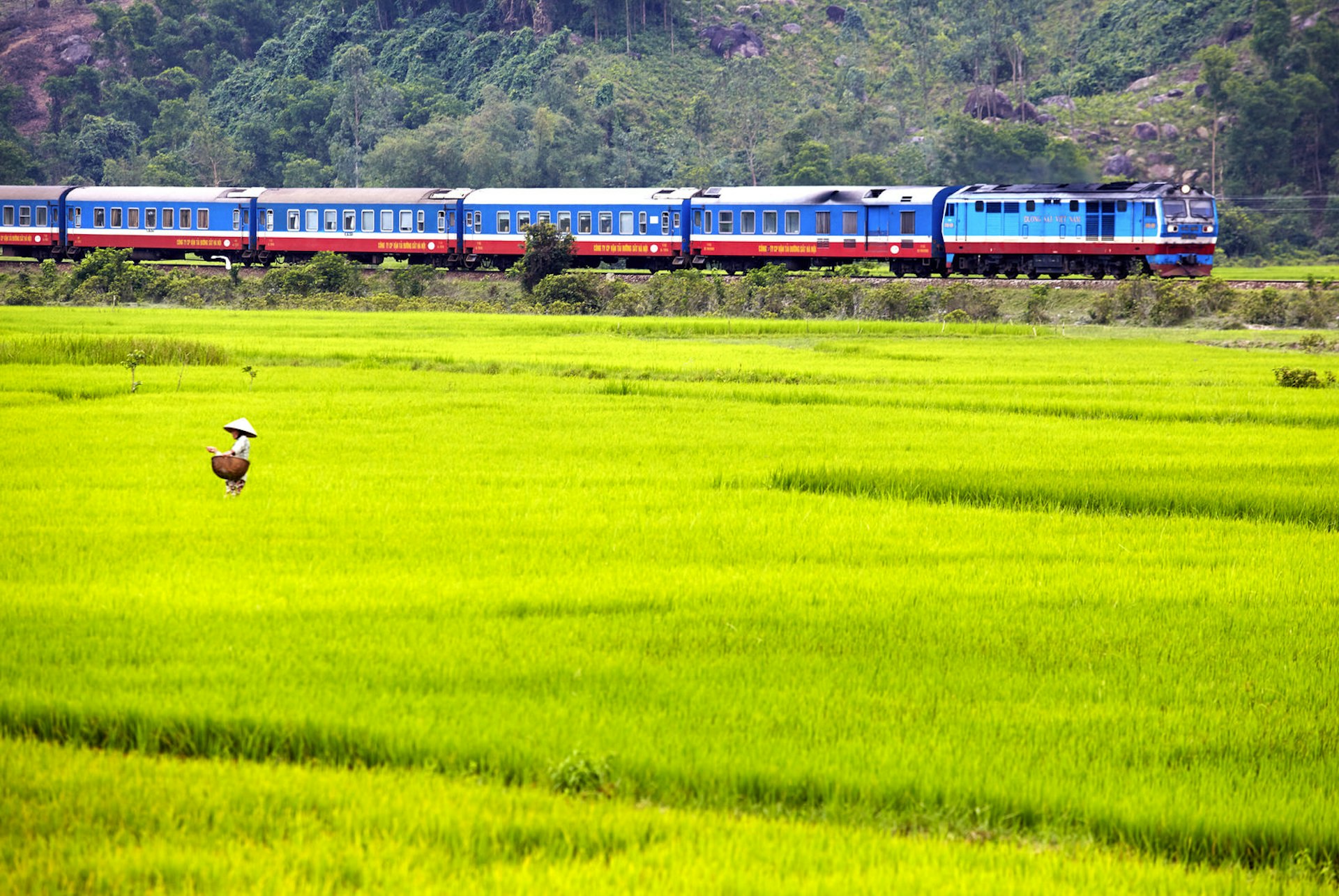 The Reunification Express speeding past rice paddies between Hue and Hoi An © Matt Munro / Lonely Planet