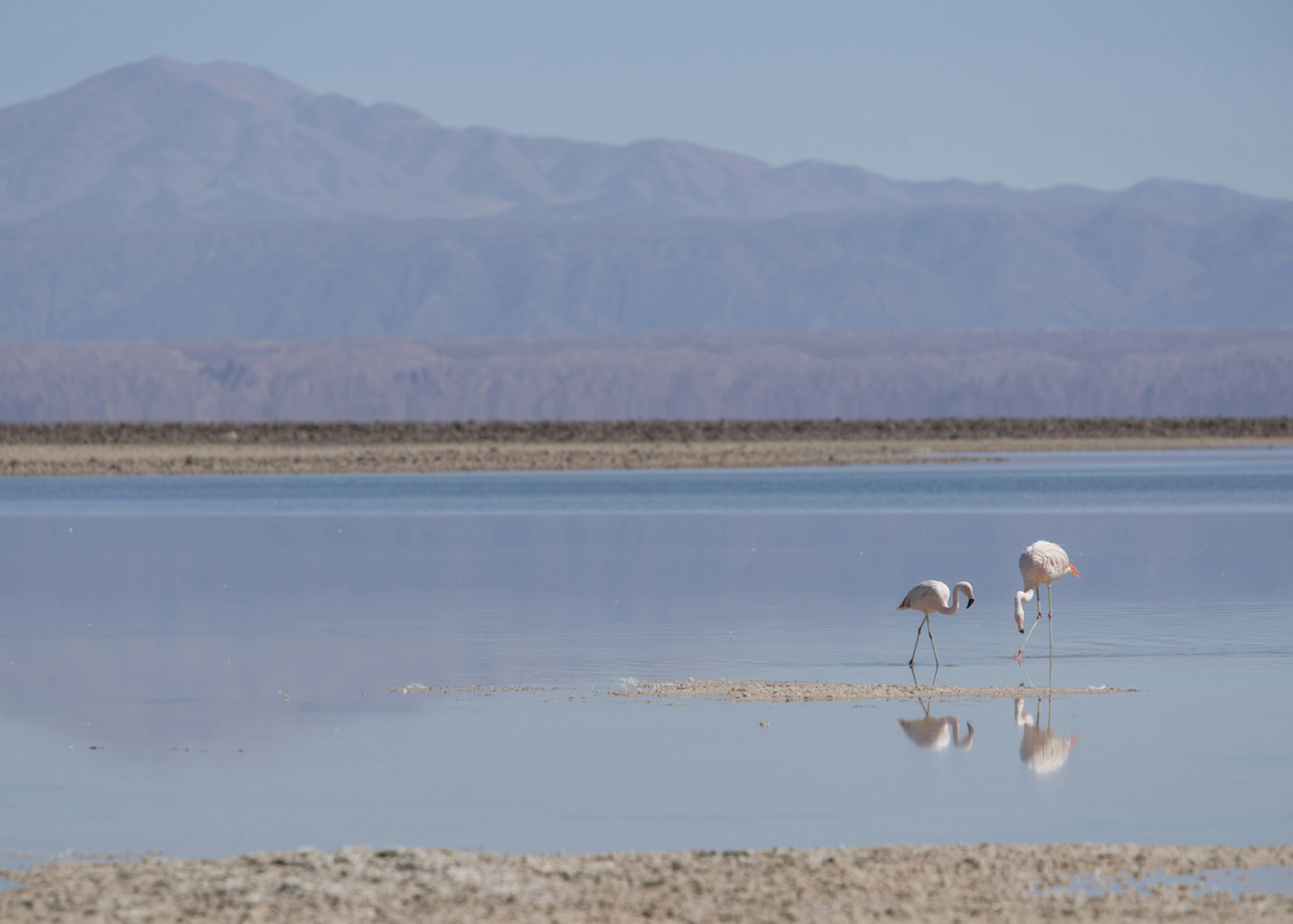 Flamingos feeding in a lake in the Atacama Desert, Chile © Philip Lee Harvey / Lonely Planet