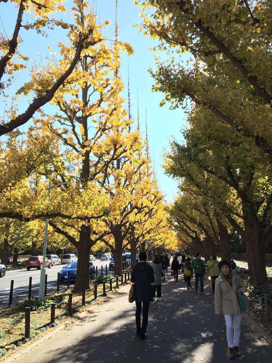 A group of people walk down a tree-lined paved path next to a road with parked cars. The leaves are a vibrant yellow colour; Tokyo