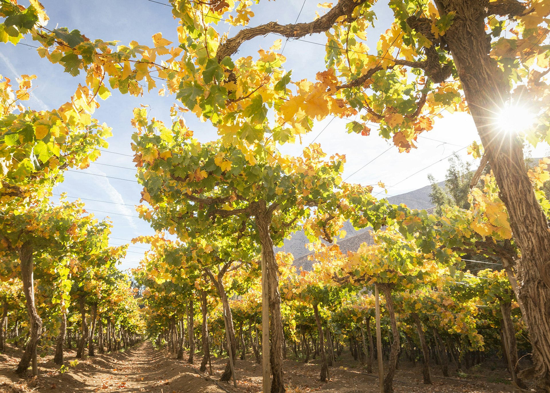 Vines soaking up the sun at a winery in the Elqui Valley © Philip Lee Harvey / Lonely Planet