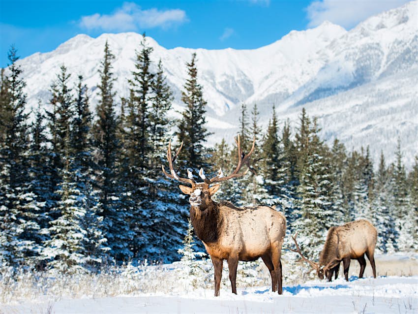 Two elk grazing in snow Alberta, Canada