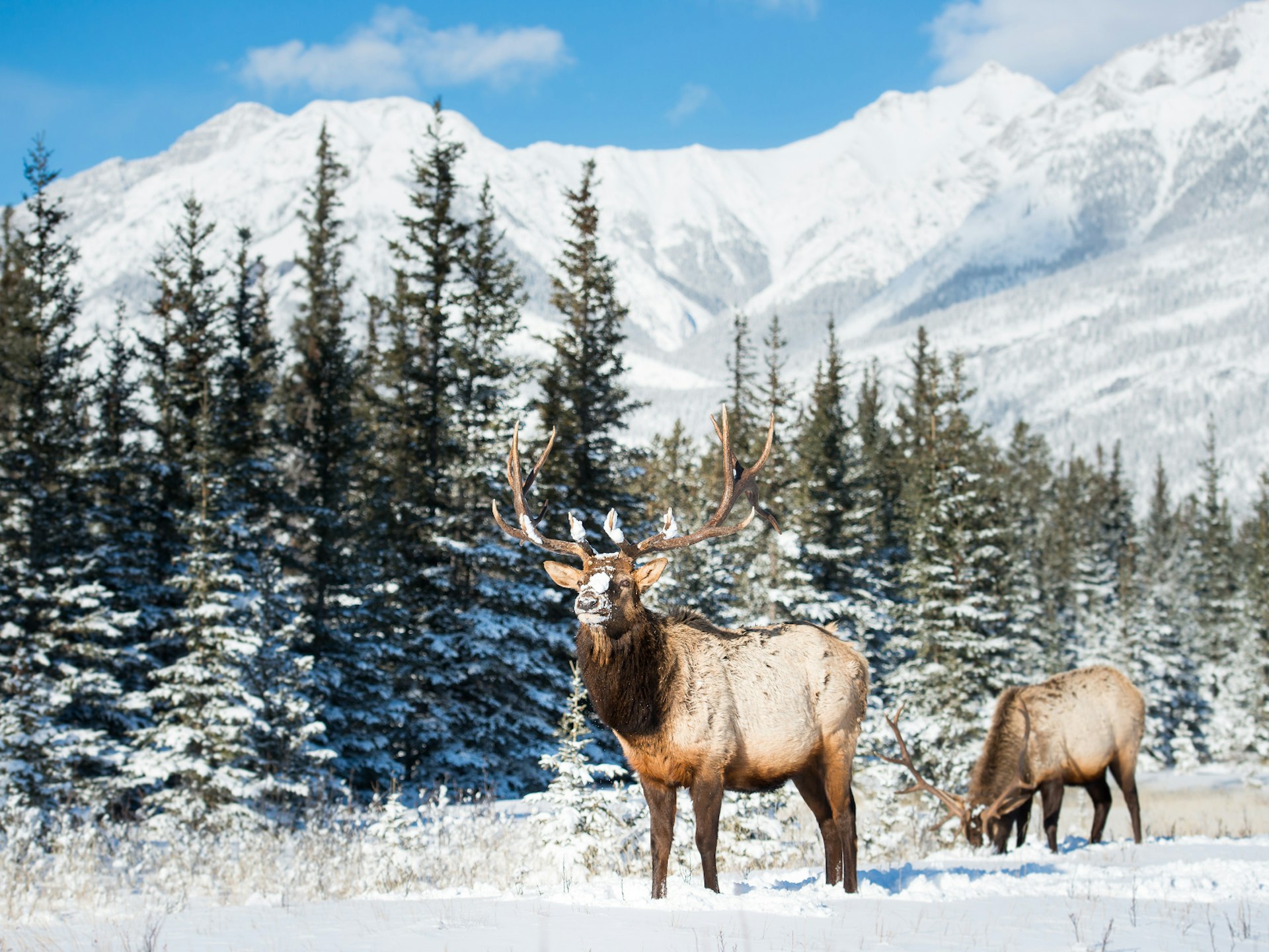 Two elk grazing in snowy Alberta, Canada