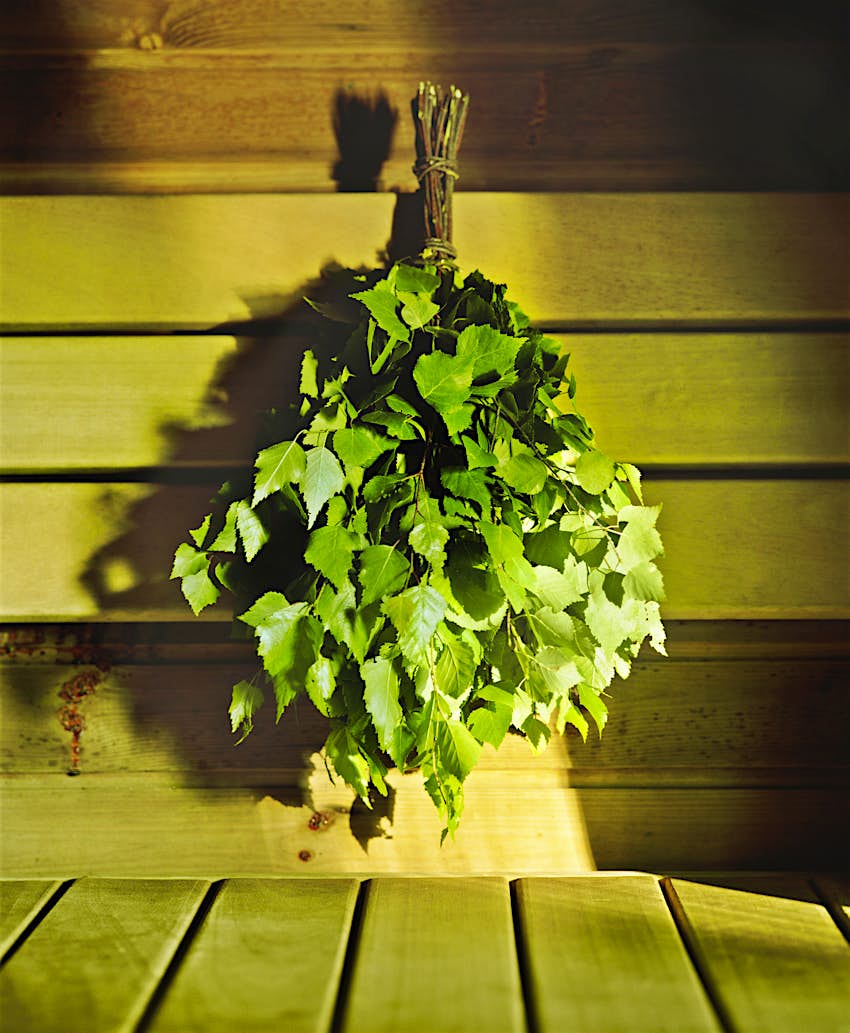 Features - Sauna whisk in a sauna Image of a vasta – a birch branch whisk – hanging up inside a pine-clad sauna.