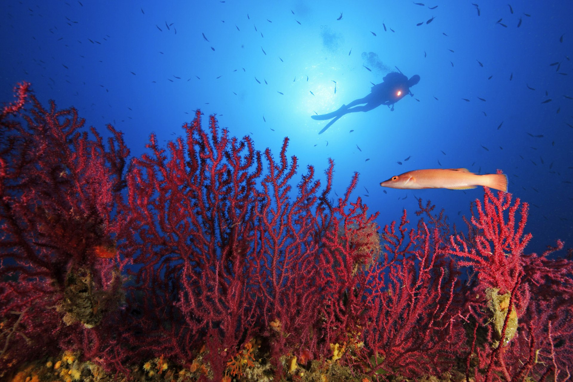 A scuba diver swims past some spectacular red gorgonian fans © Wolfgang Poelzer / Getty Images