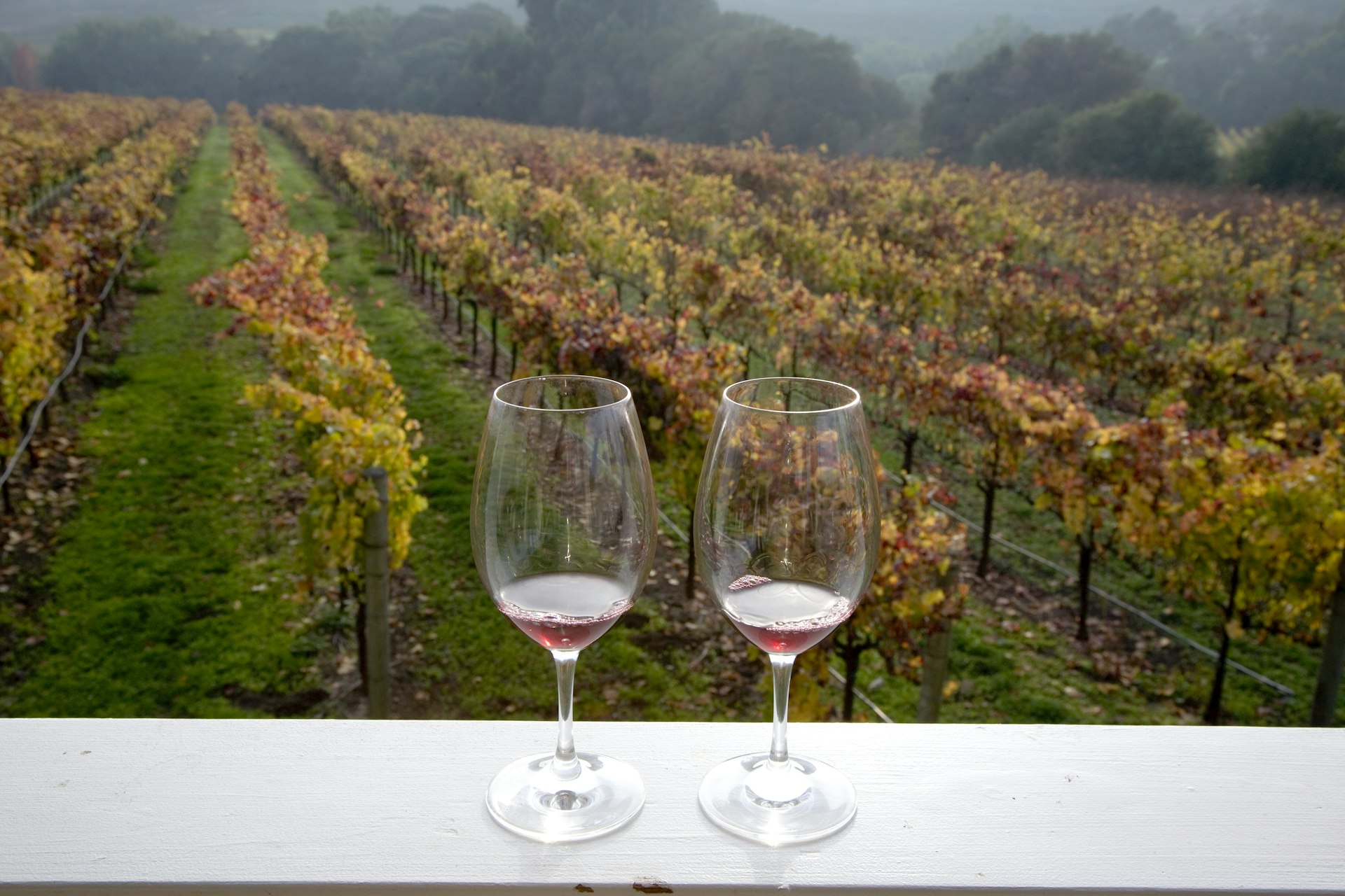 Two glasses of wine sit in the foreground overlooking rows of vinyards in Napa Valley, California