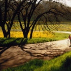 A woman on her bike stopping to look at the rows of yellowed grape vines in Napa Valley