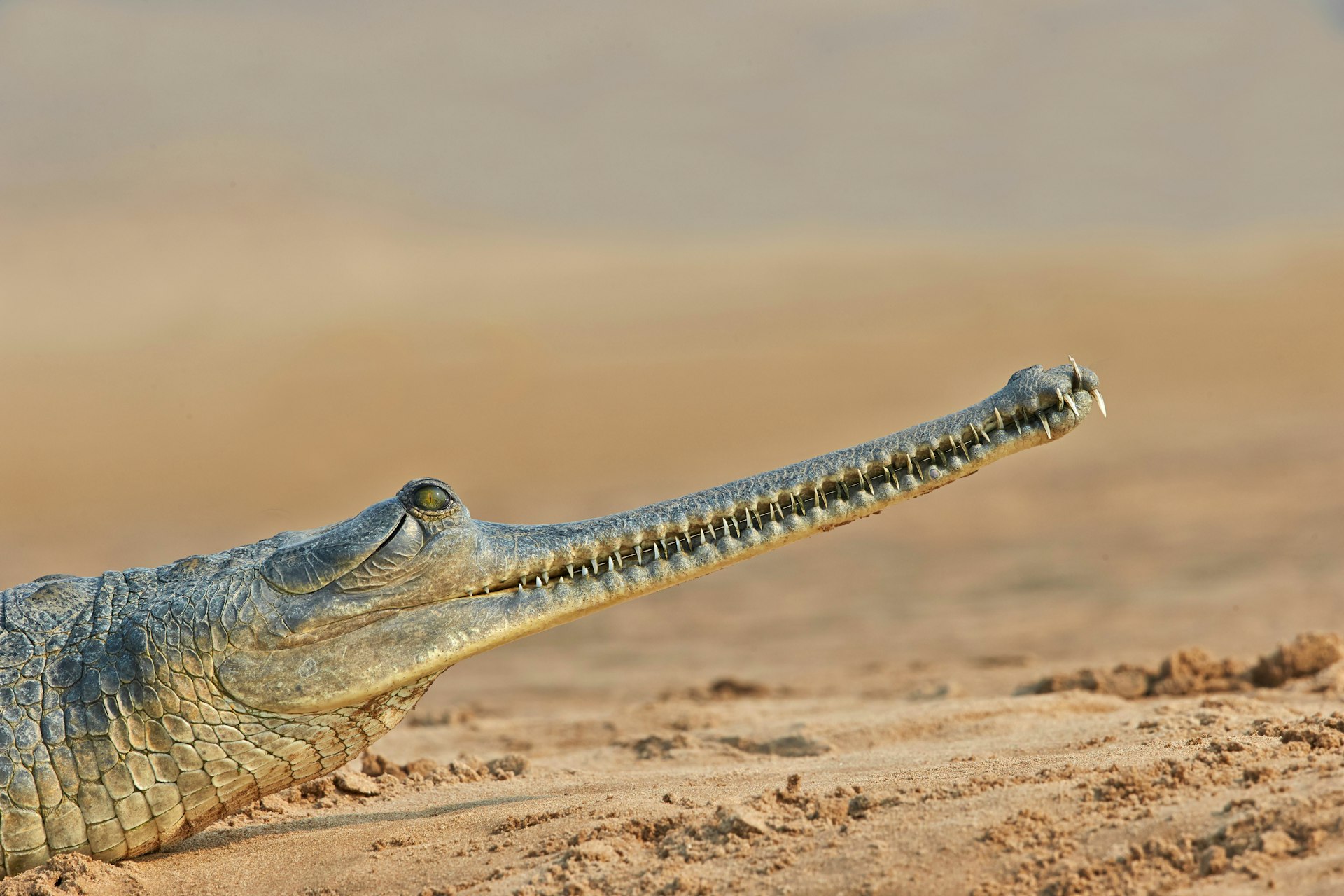 Gharial crocodile on the banks of the Chambal River. 