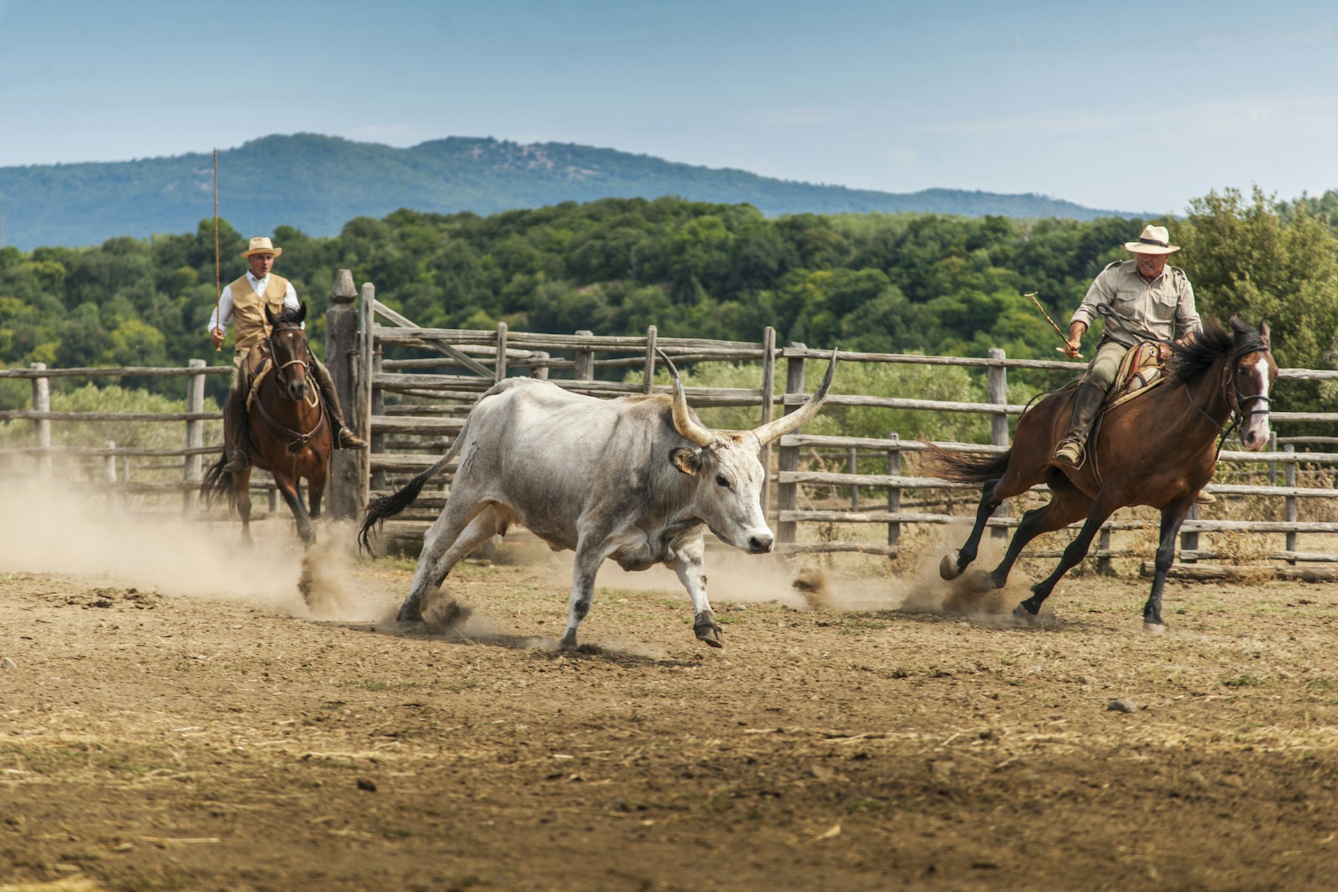 Two butteri cowboys control a running Maremmana cow © Maremagnum / Getty Images