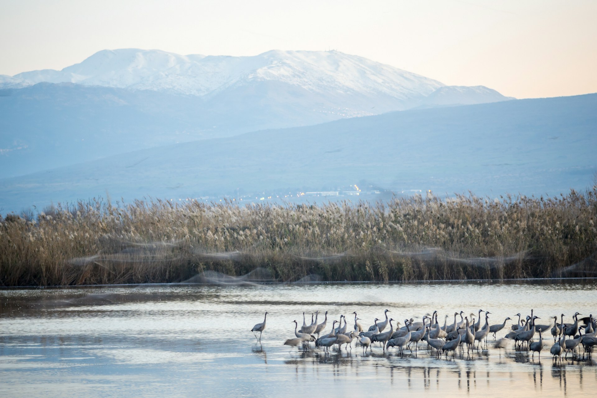 Common crane birds in Agamon HaHula bird refuge, at sunrise, with Mount Hermon in the background. Hula Valley, Israel