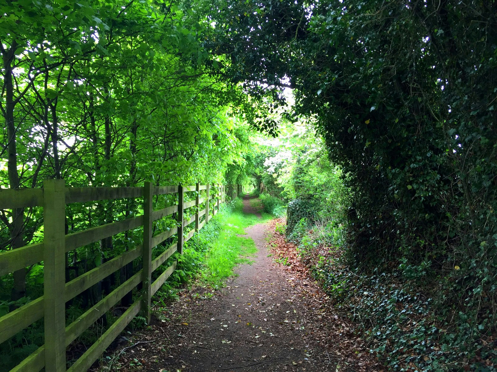 Trees form a holloway over a path with a fence to the left side