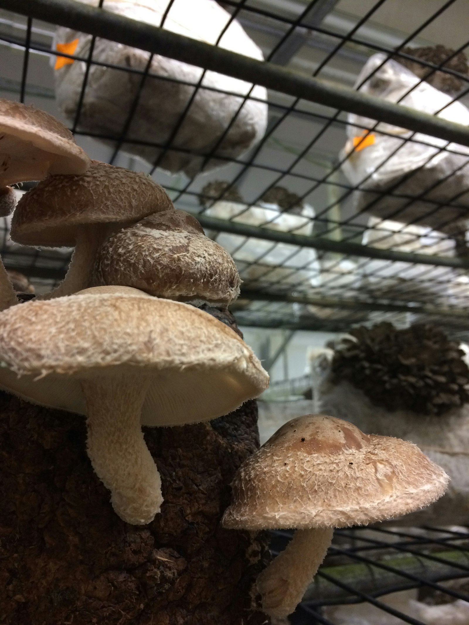 close-up of mushrooms emerging from substrate at Phillips Mushroom Farms
