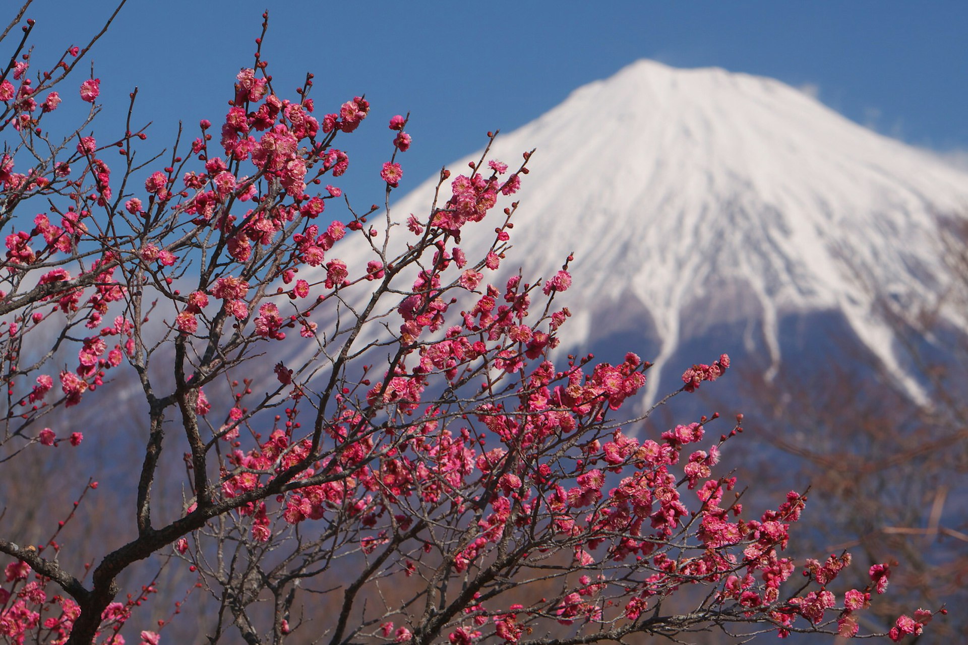 Branches covered with dark pink plum blossoms with snow-capped Mt Fuji in the distance