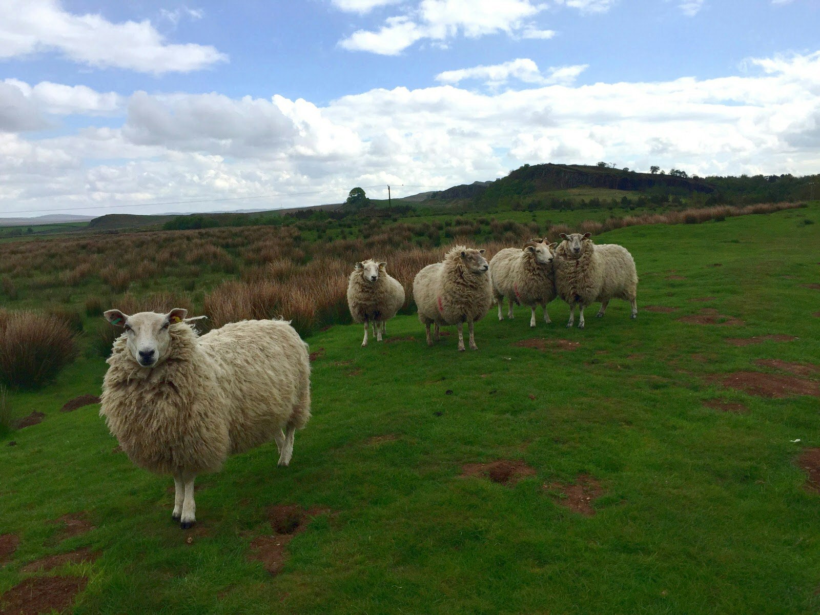 A small herd of sheep look at the camera on a green hillside