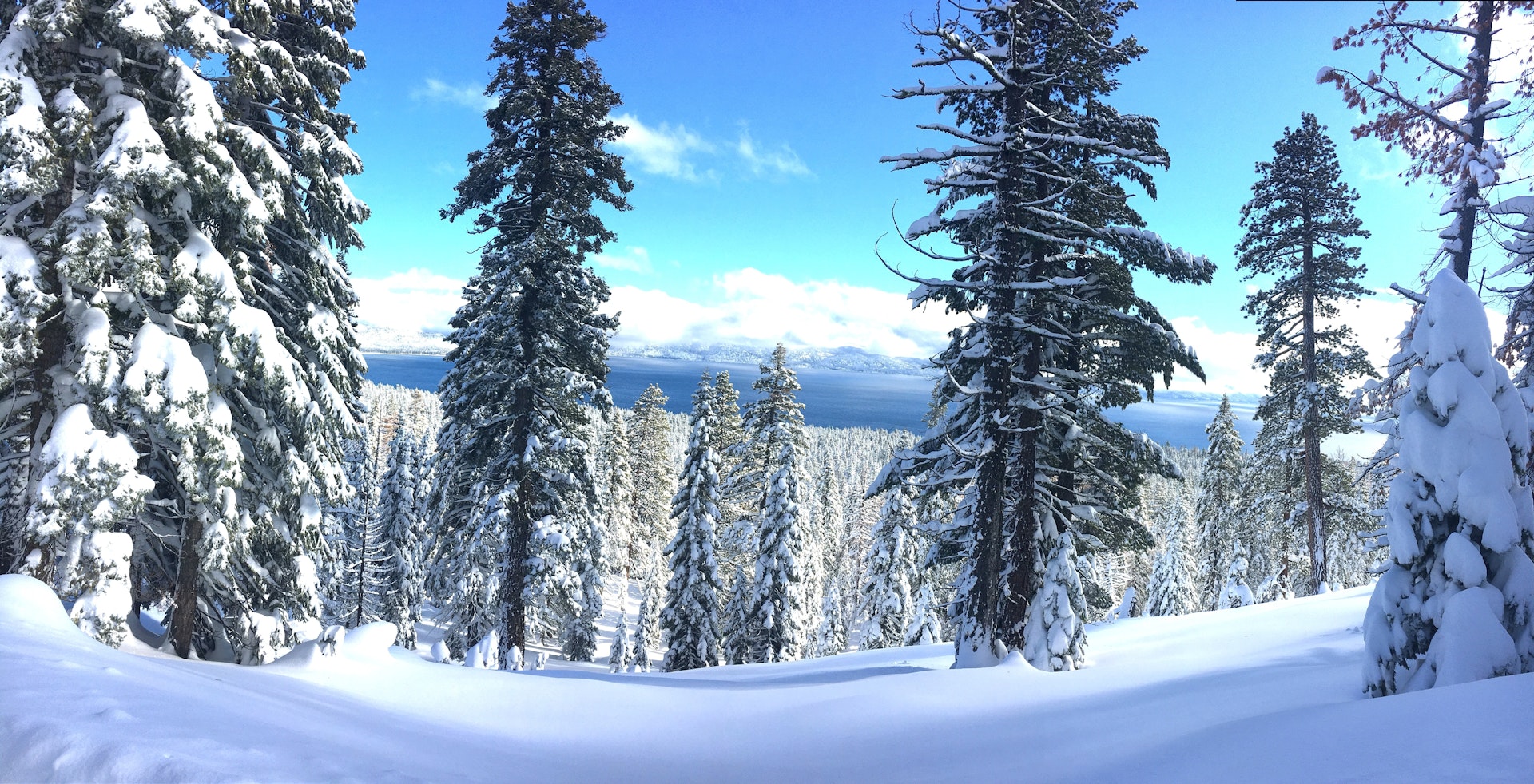 A snow field surrounded by tall evergreens with snowy peaks in the distance