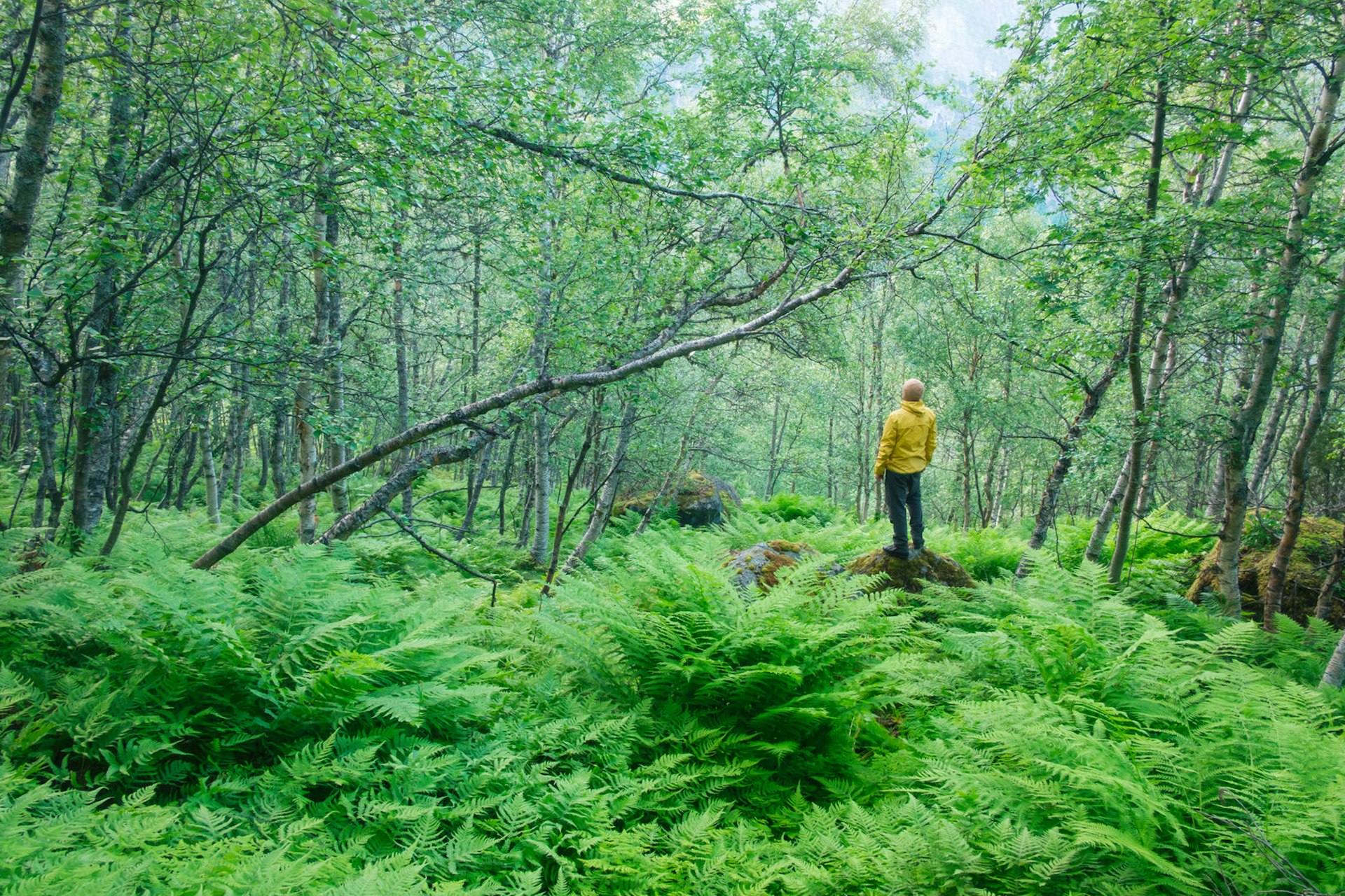 Travel predictions for 2018 - a figure stands in the woods admiring nature © Smit / Shutterstock