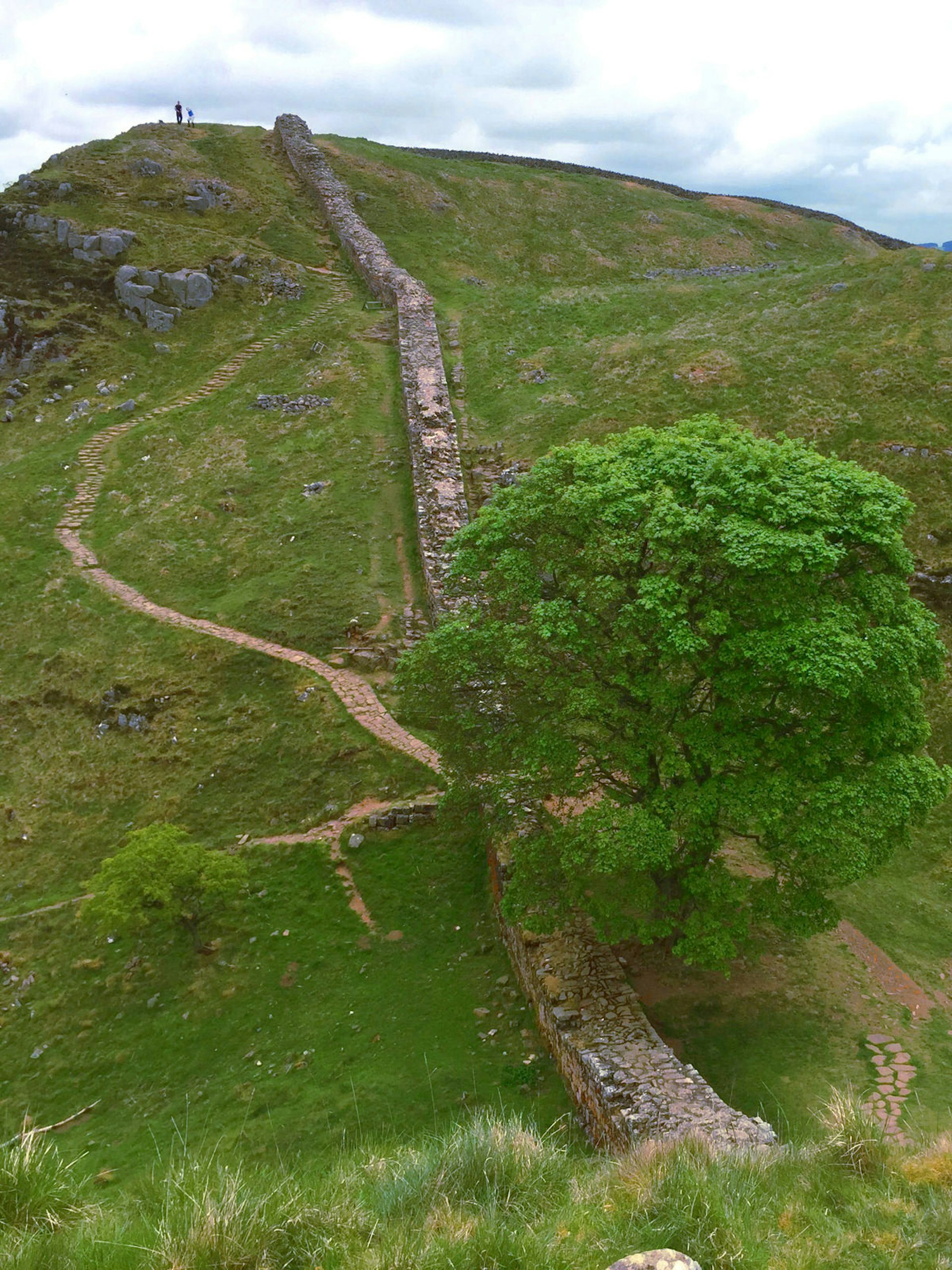 Looking down on a sycamore tree and a hilly part of the wall