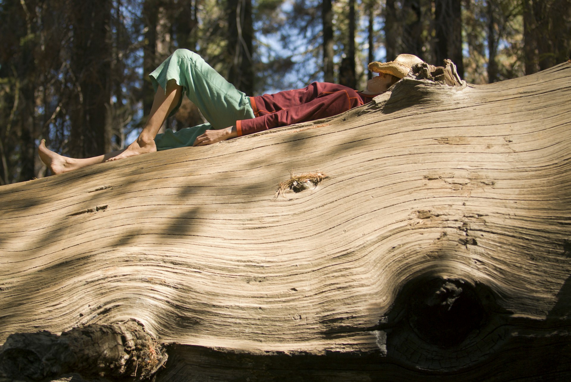 A woman naps on a downed redwood with her hat over her face
