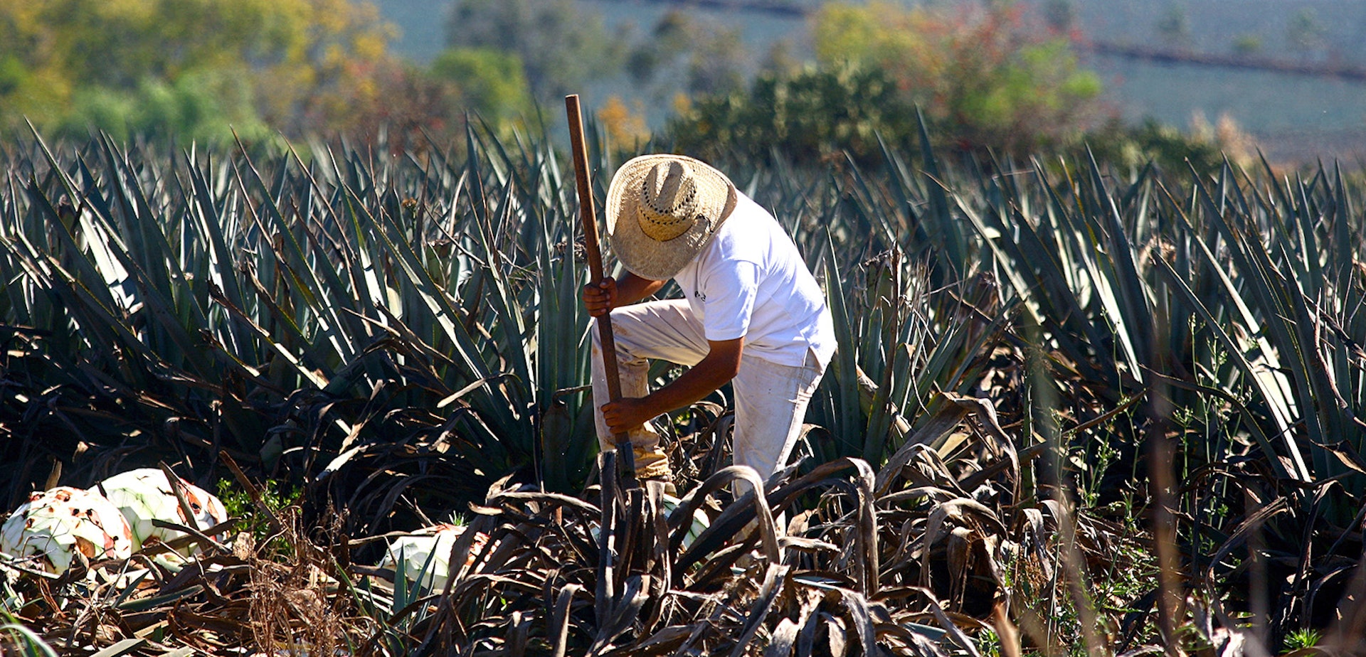 Features - A farmer harvests a blue agave plant for