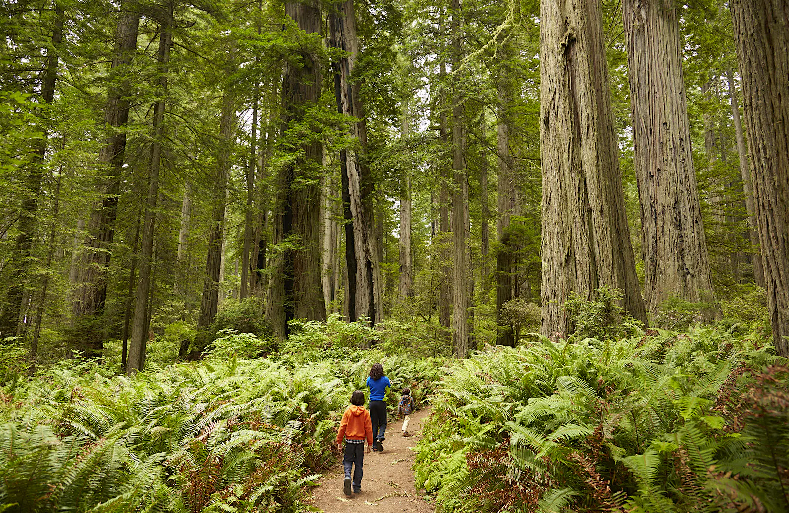 Features - Mixed race children walking in forest Three children walk together in the ferns and redwoods