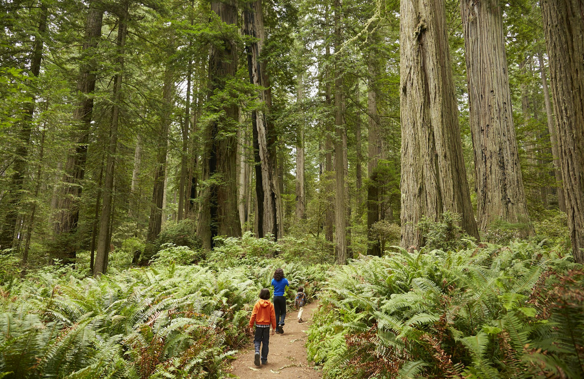 Three children walk together in the ferns and redwoods