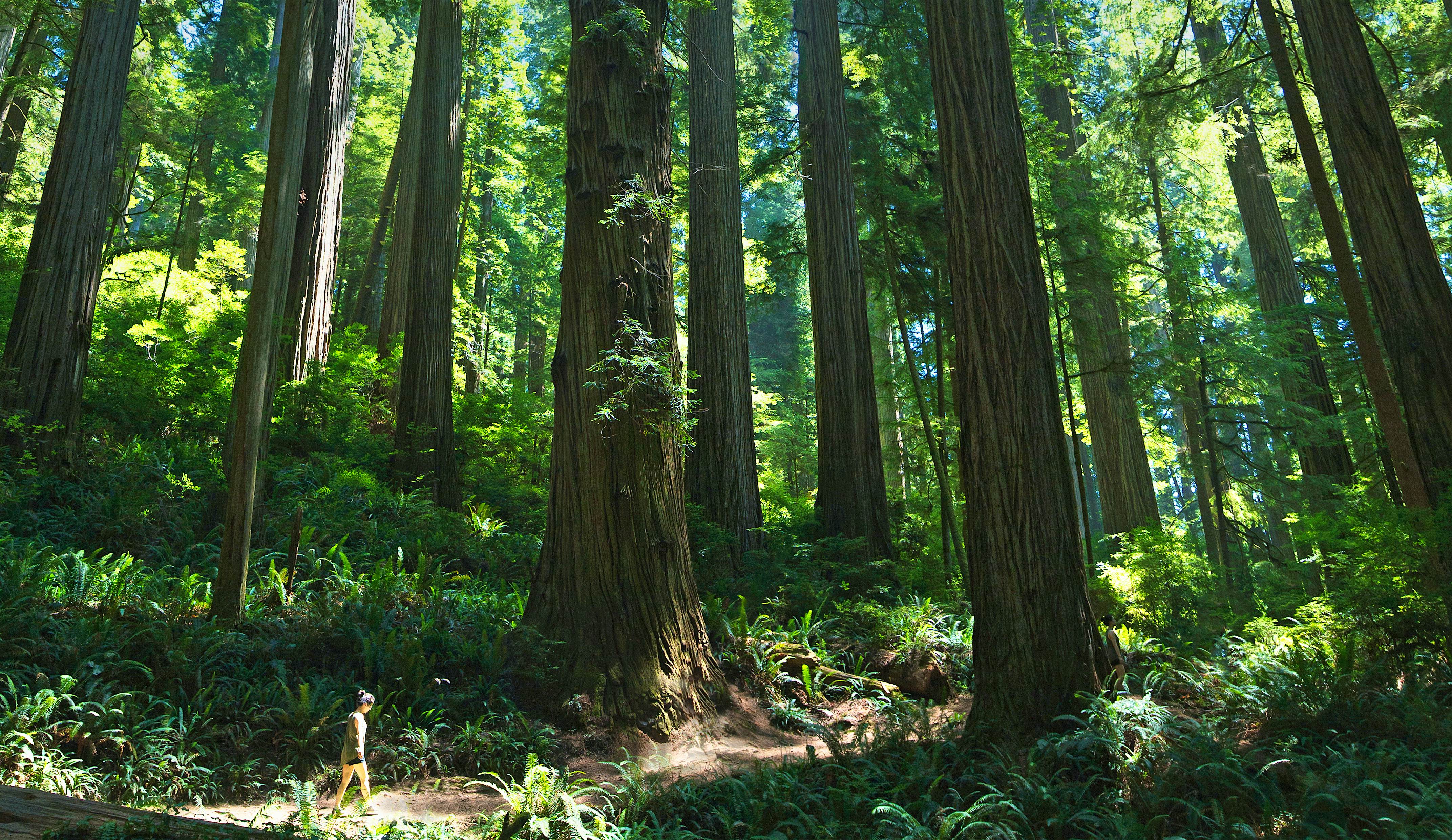 Seeking serenity: forest bathing among California's redwoods - Lonely