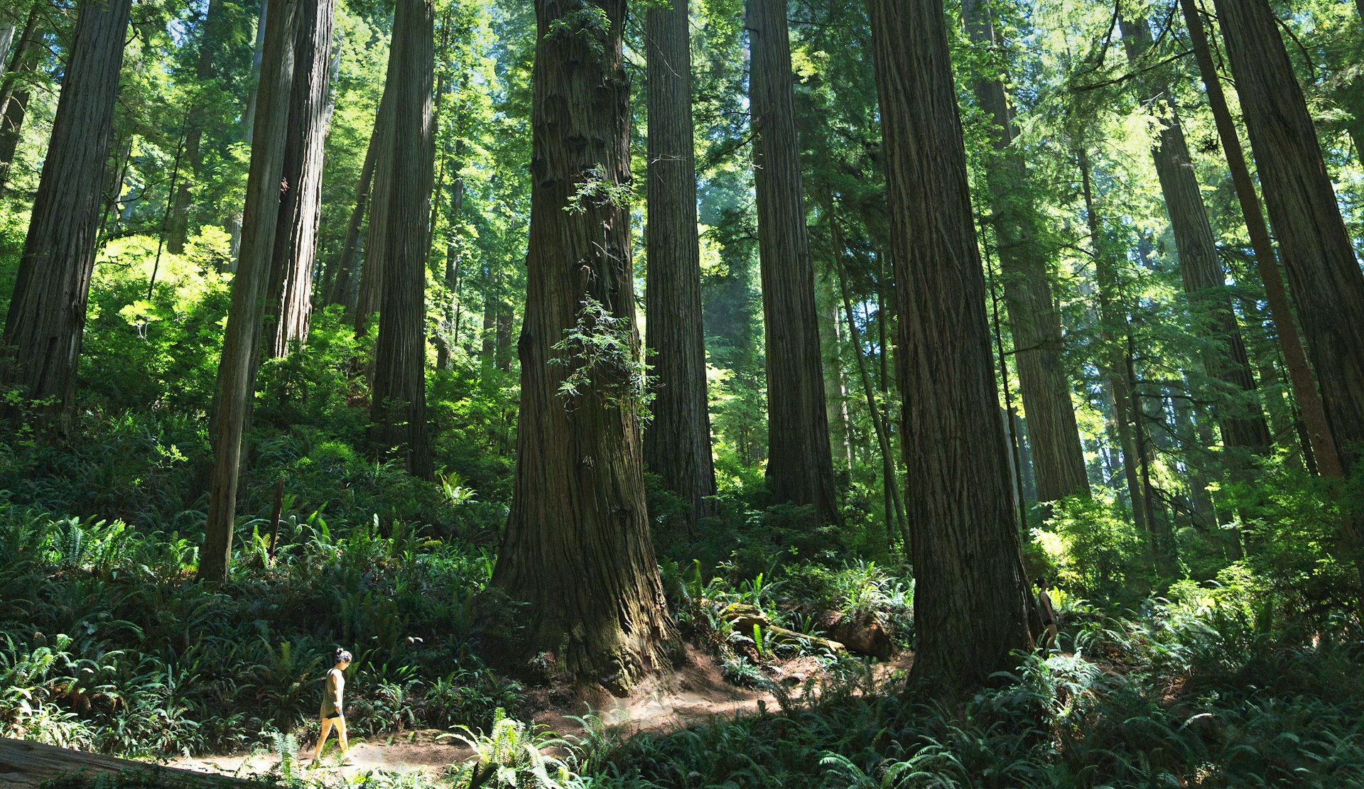 a young woman walks through the redwood forest