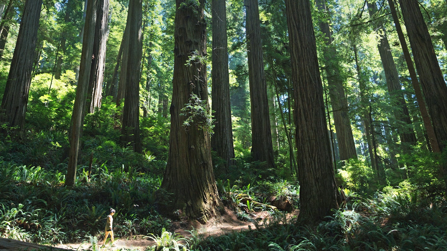 a young woman walks through the redwood forest