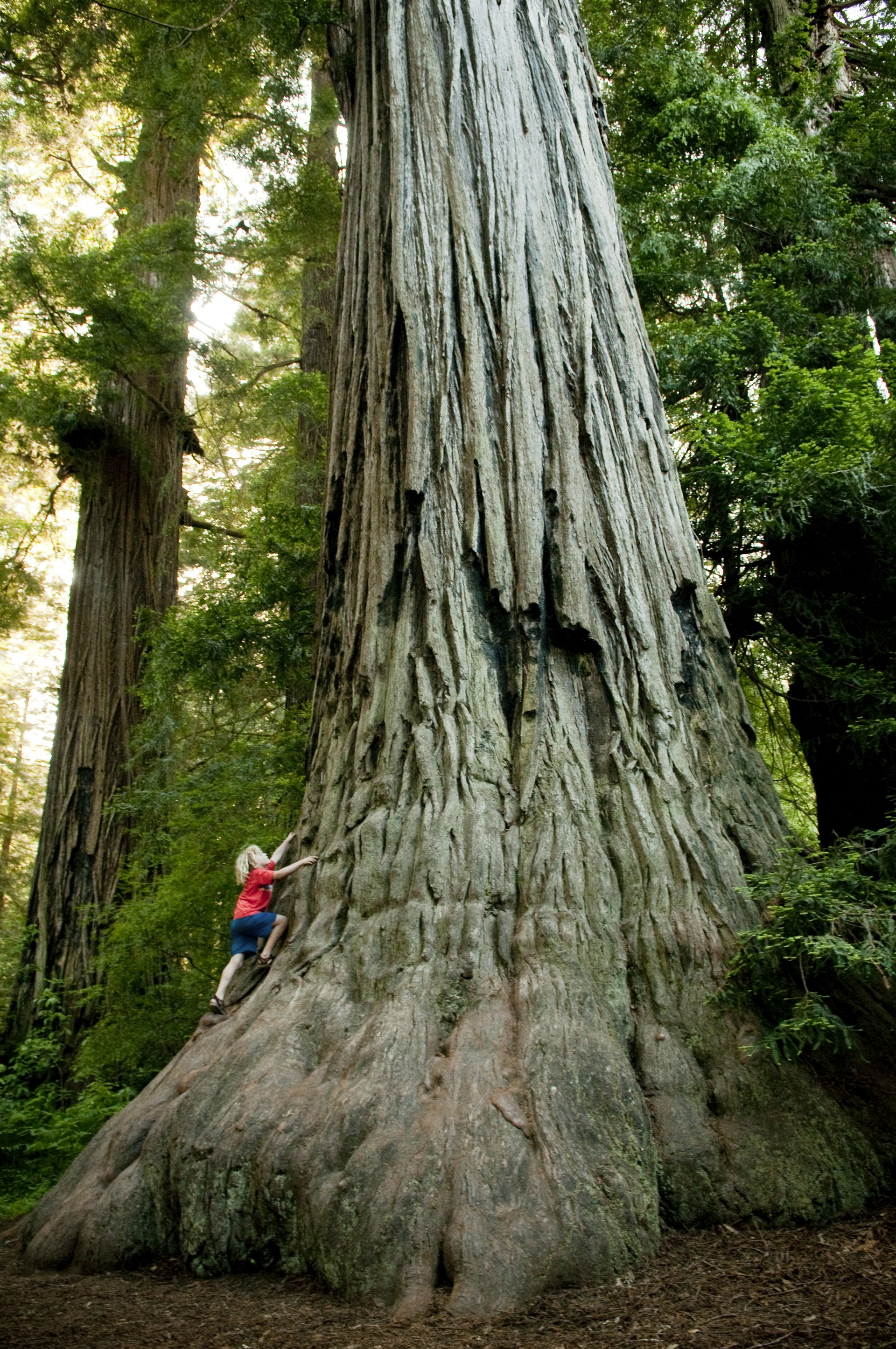 A young boy climbing on a giant coast redwood tree