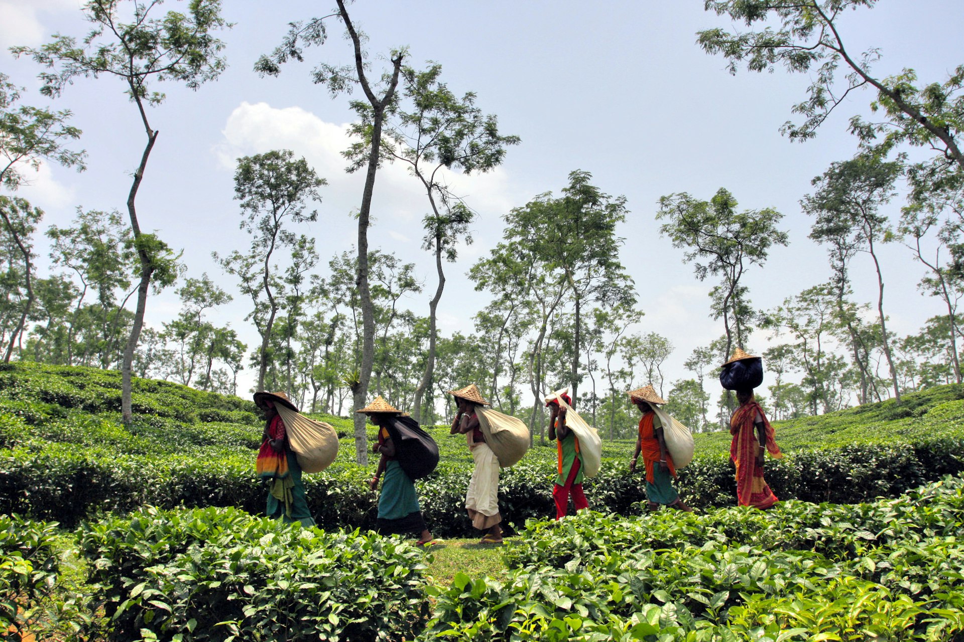 Tea-pickers walking through the tea plantations of Srimangal