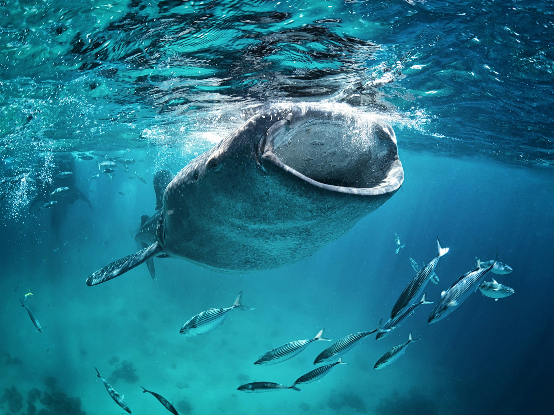 Underwater shot of a whale shark feeding near the surface of the water with its huge mouth wide open; a shoal of fish surrounds it. 