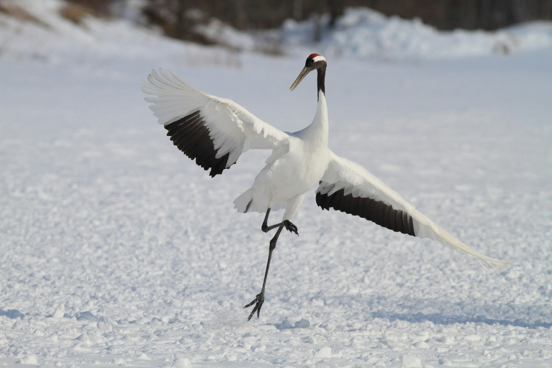 A single Japanese crane in the snow with outstretched wings