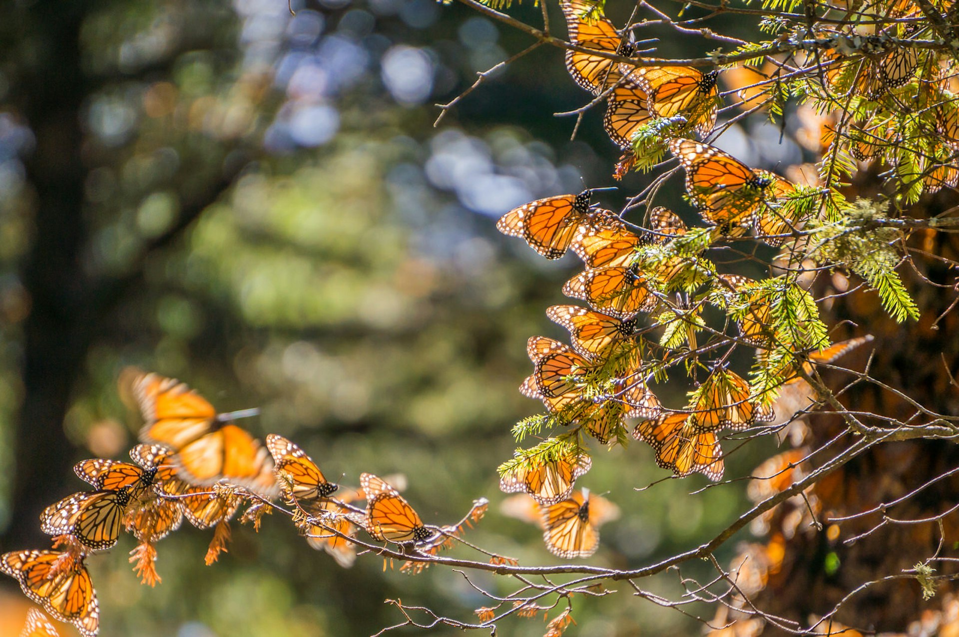 Multiple black-and-orange monarch butterflies on a branch