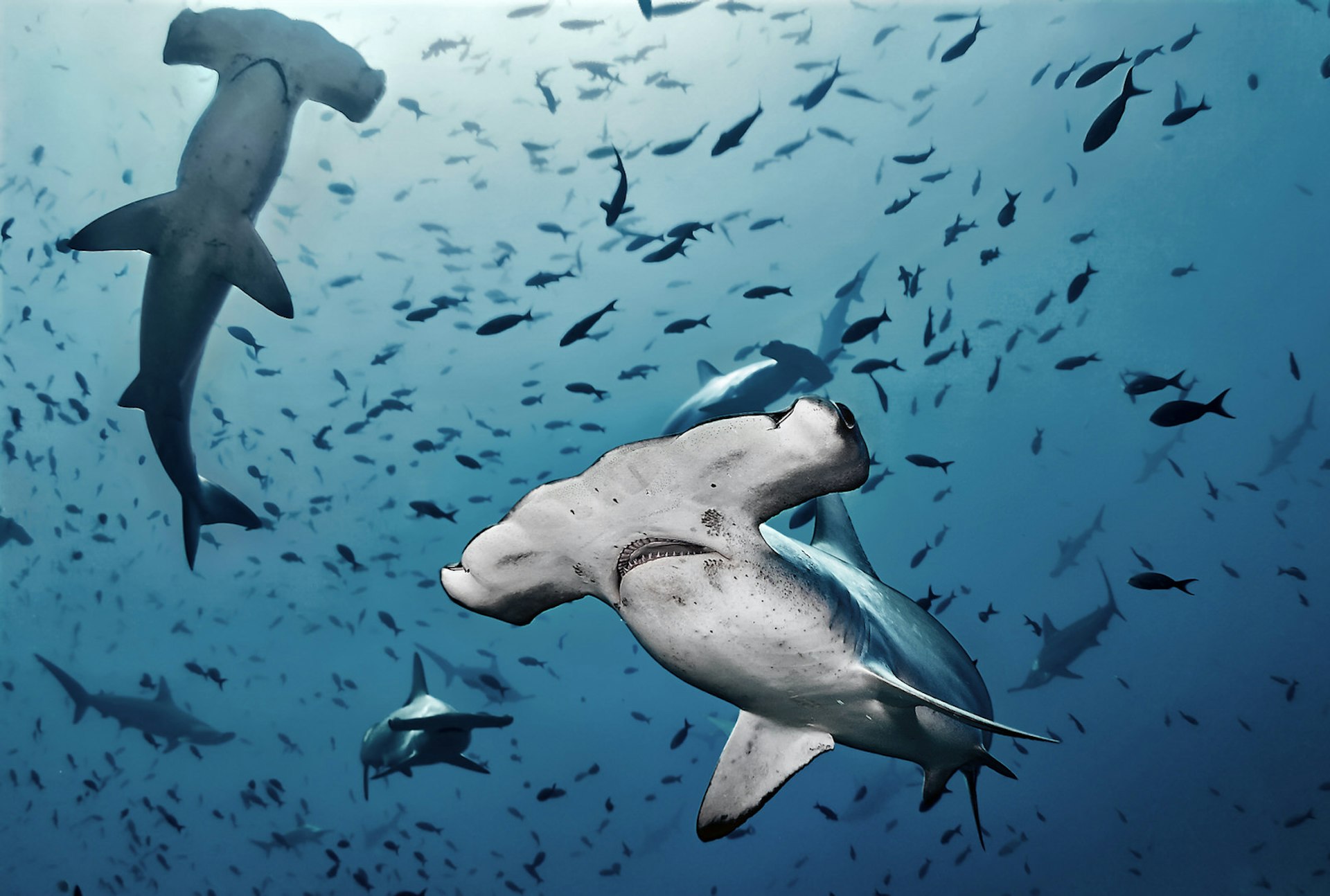 A shoal of hammerhead sharks surrounded by small fish