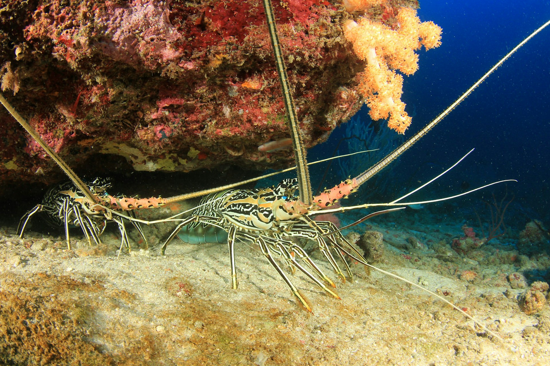 Two spiny lobsters under a rock