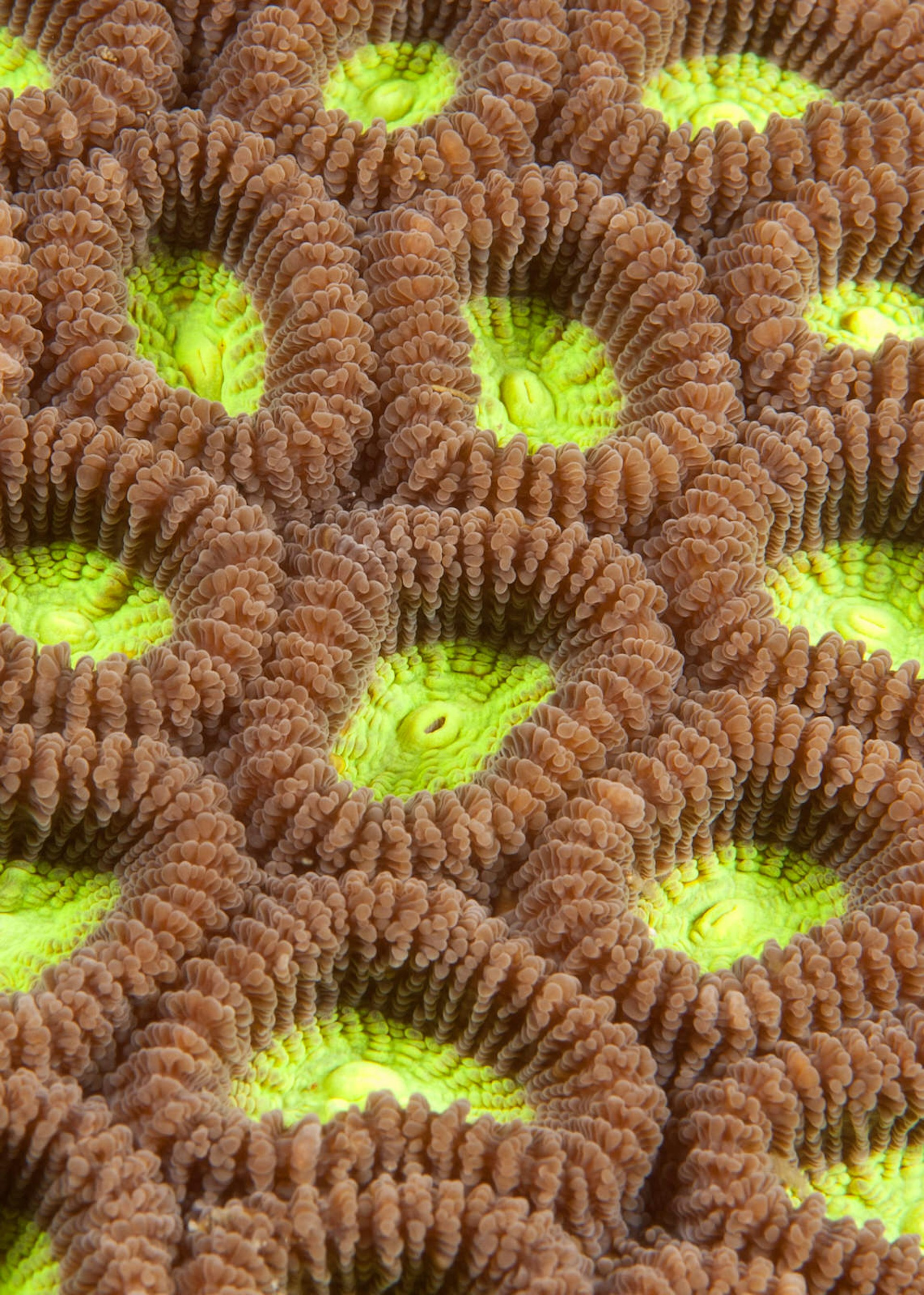 Close-up of a coral reef © Brian Kinney / Shutterstock