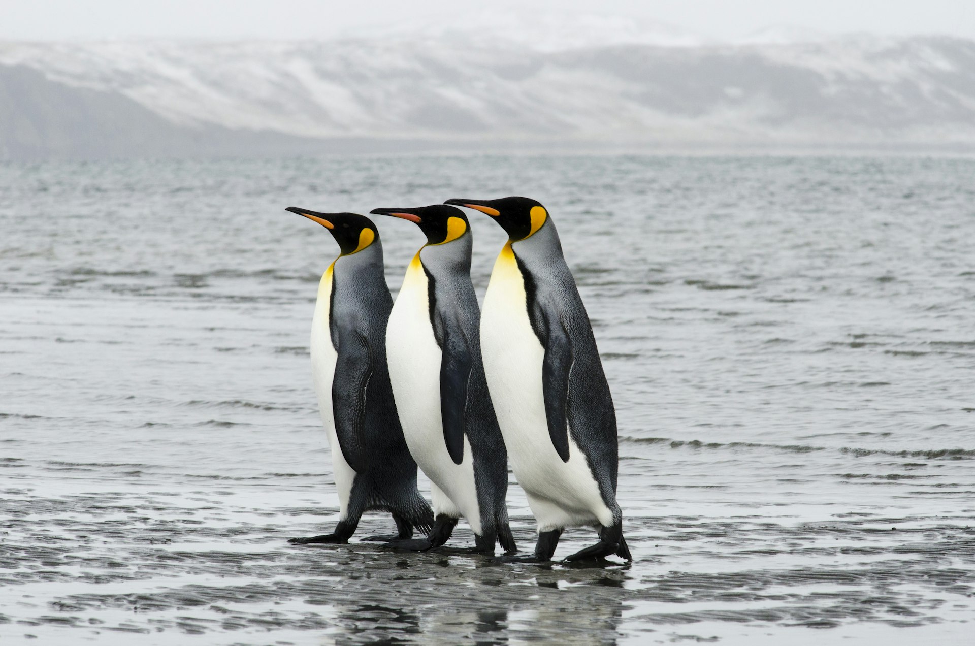 Features - Chile, Tierra Del Fuego, Bahia Inutil, Three King Penguins walking in row