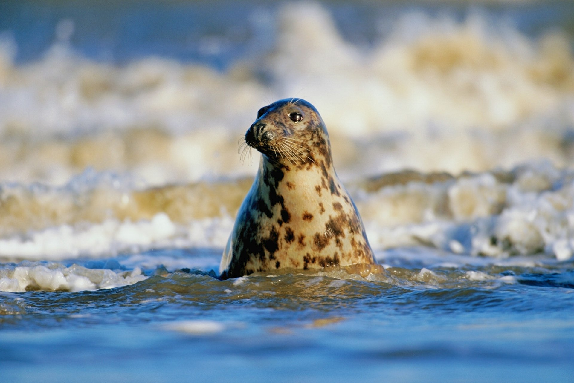 A grey seal bull pokes its head above the waves in Lincolnshire, England