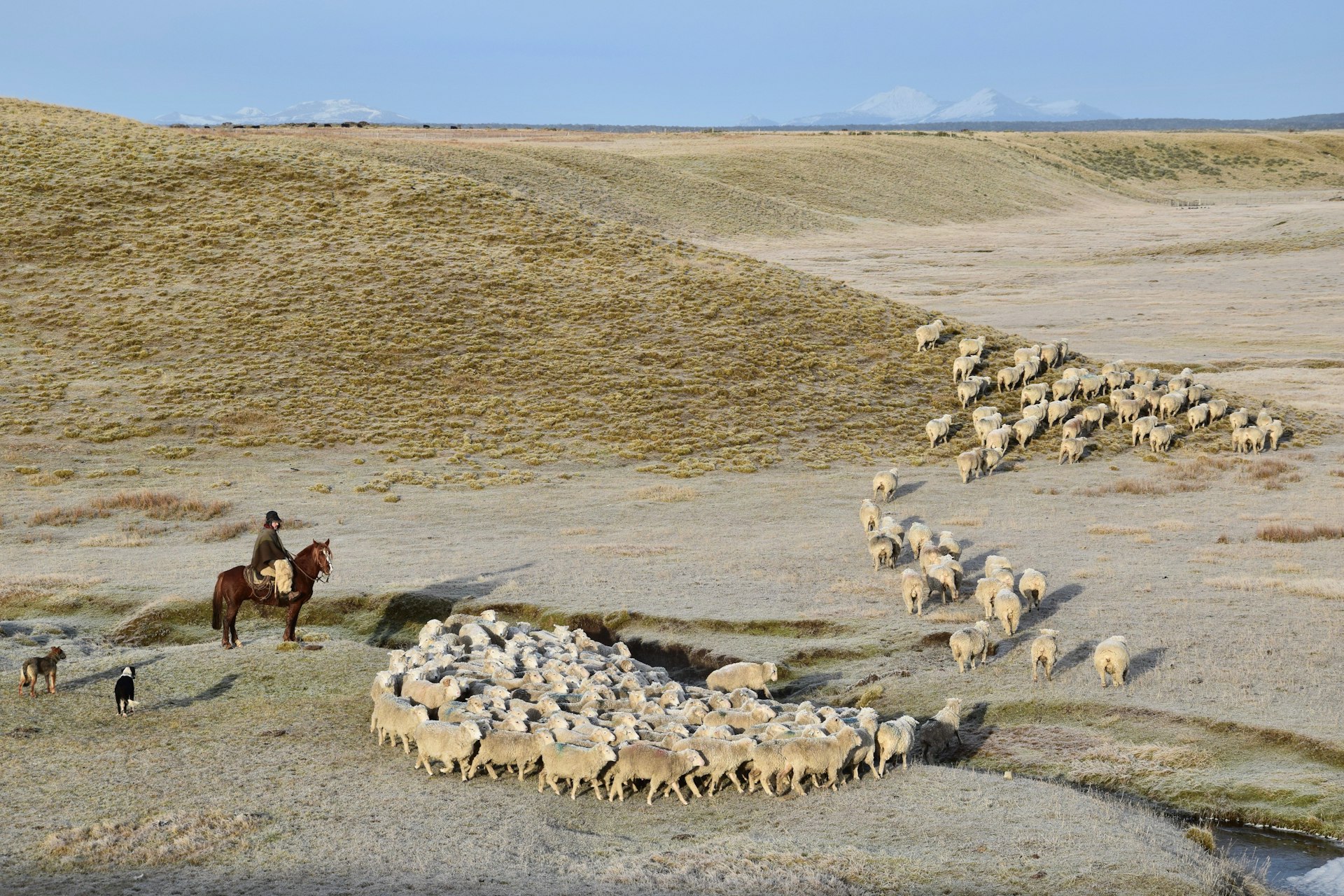 A local herding sheep on the The vast pampas of Porvenir