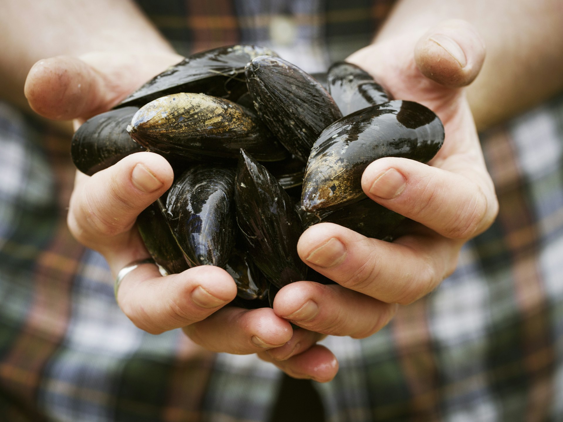 A close-up of a chef's hand holding some black mussels