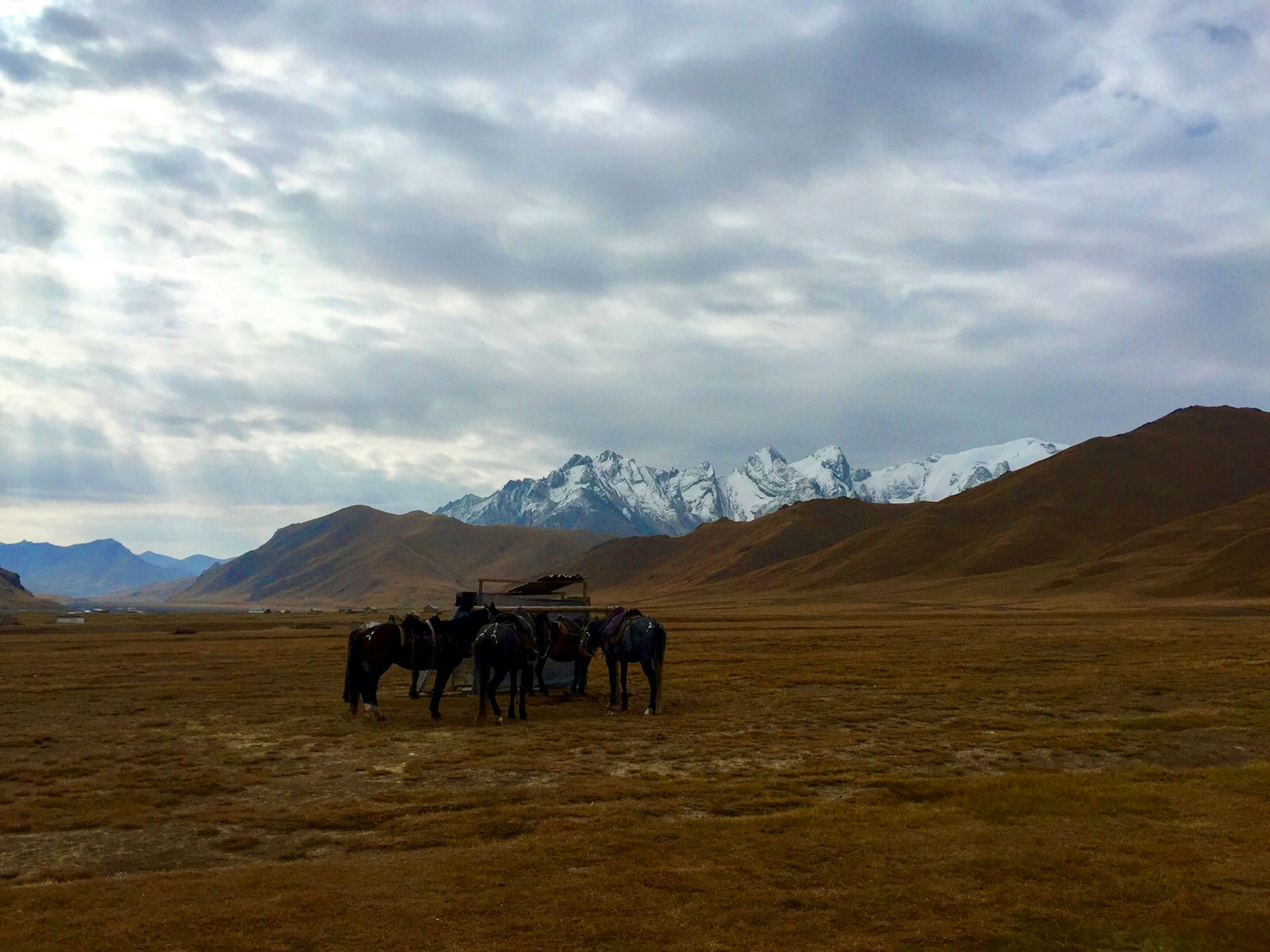 Five horses huddled around a small hitching post in an open valley with mountains in the background © ϲʼʱ / Megan Eaves