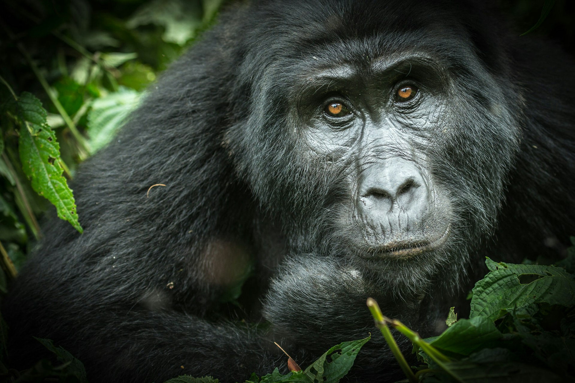 A gorilla staring soulfully out of the green vegetation in Bwindi Impenetrable National Park, Uganda © Roger de la Harpe/500px 