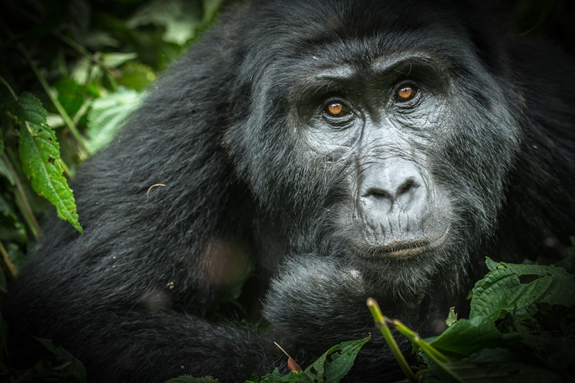 A gorilla staring soulfully out of the green vegetation in Bwindi Impenetrable National Park, Uganda © Roger de la Harpe/500px