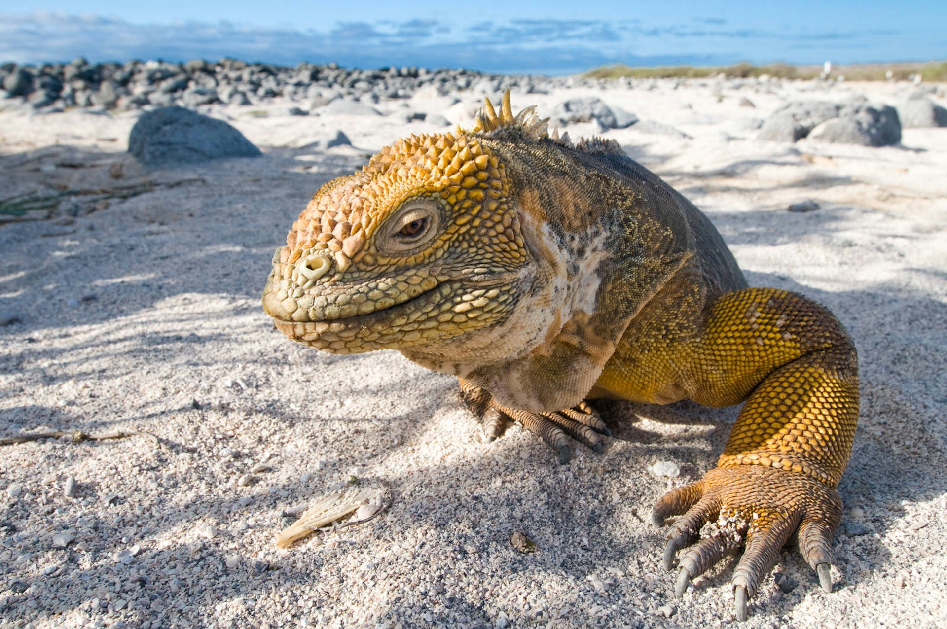 A close-up of an iguana on a beach in the Galapagos Islands © Alexander Safonov / Getty Images
