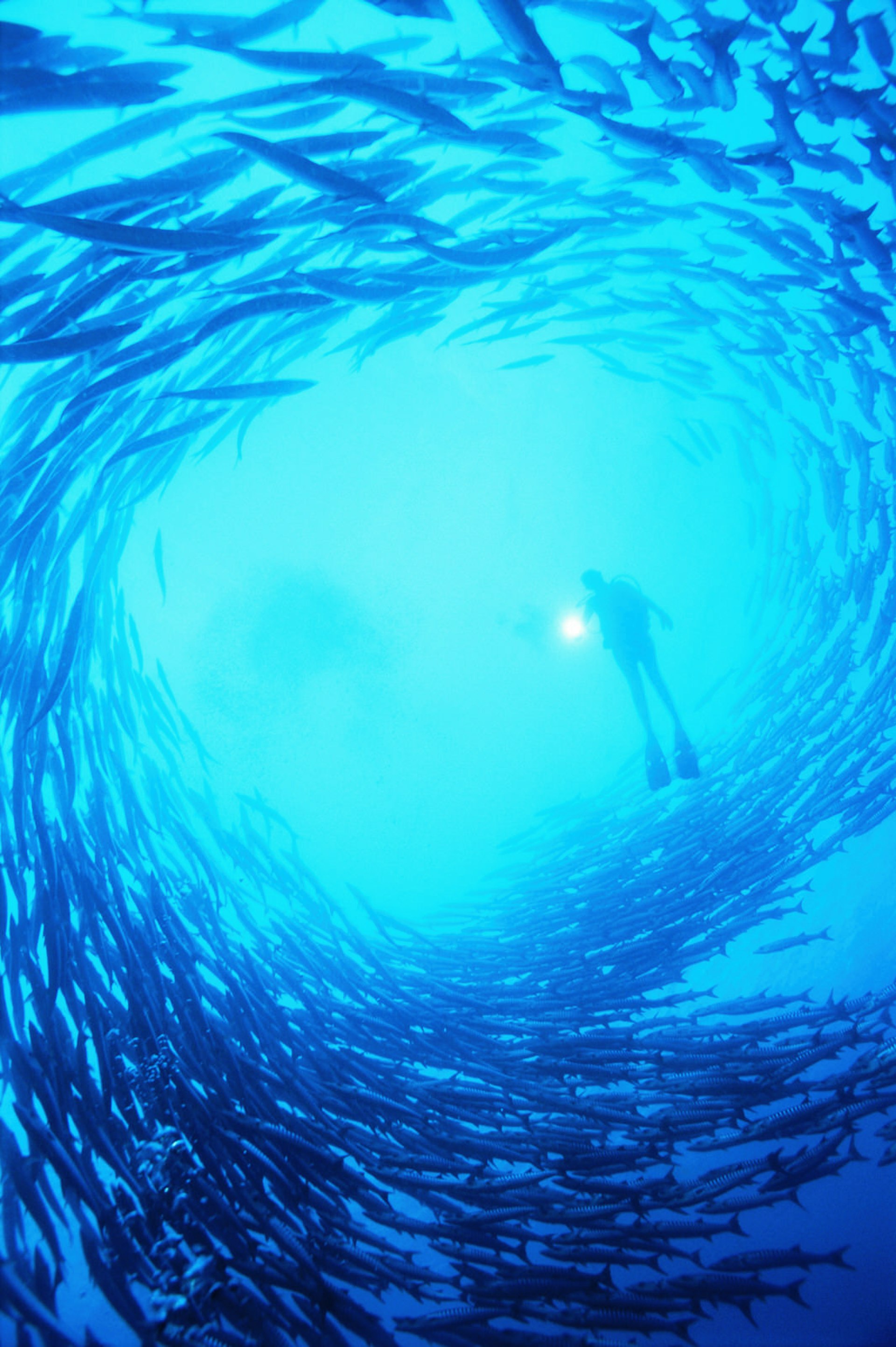 A diver in the centre of a shoal of barracuda, the Solomon Islands © Peter Pinnock / Getty Images