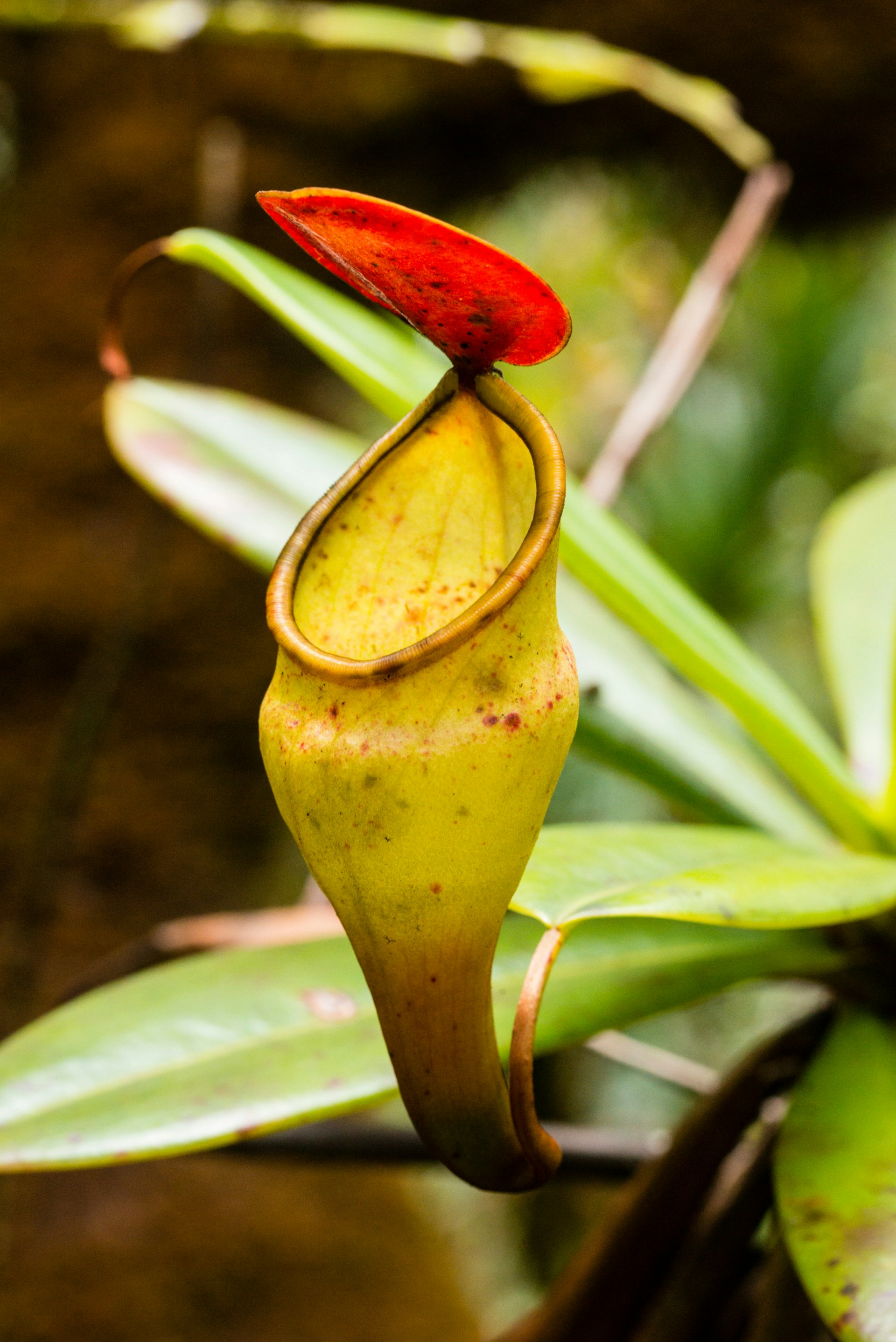 Deadly nature: looking like an ornate, greeny-yellow vase with a rolled tear-shaped rim and a leaf-like lid propped open, the carnivorous pitcher plant lies in wait for its next victim © Justin Foulkes/Lonely Planet 