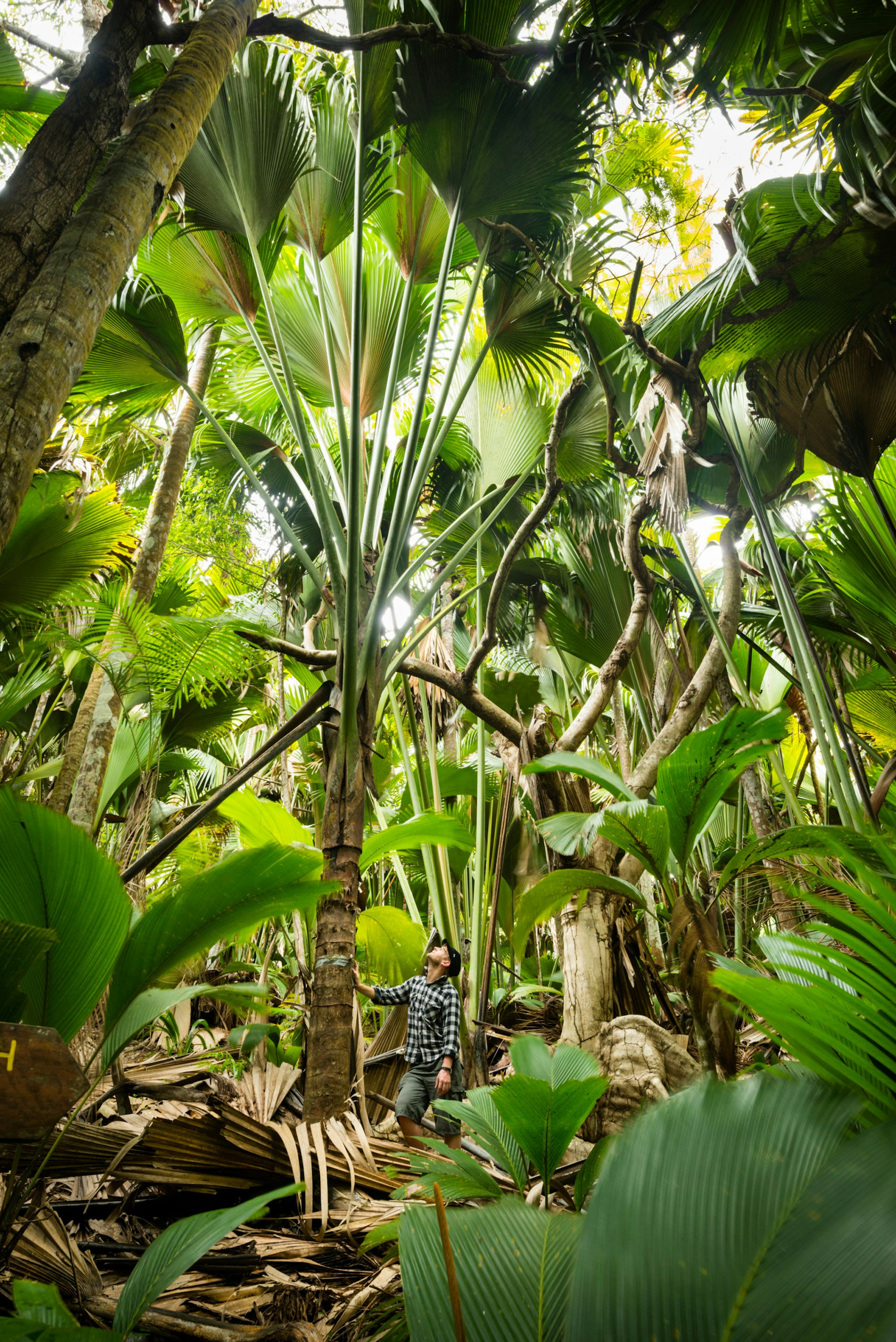 A man stands beneath a coco de mer palm tree. He's looking up to its fronds that splay out and fille the sky. A very lush and verdant image. © Justin Foulkes/Lonely Planet 