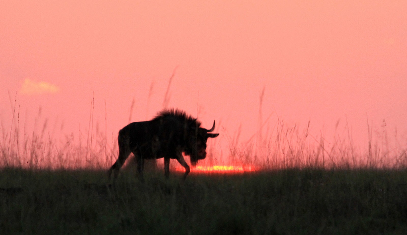 A wildebeest silhouetted against a pink sky grazes in the last light of the day © Will Whitford