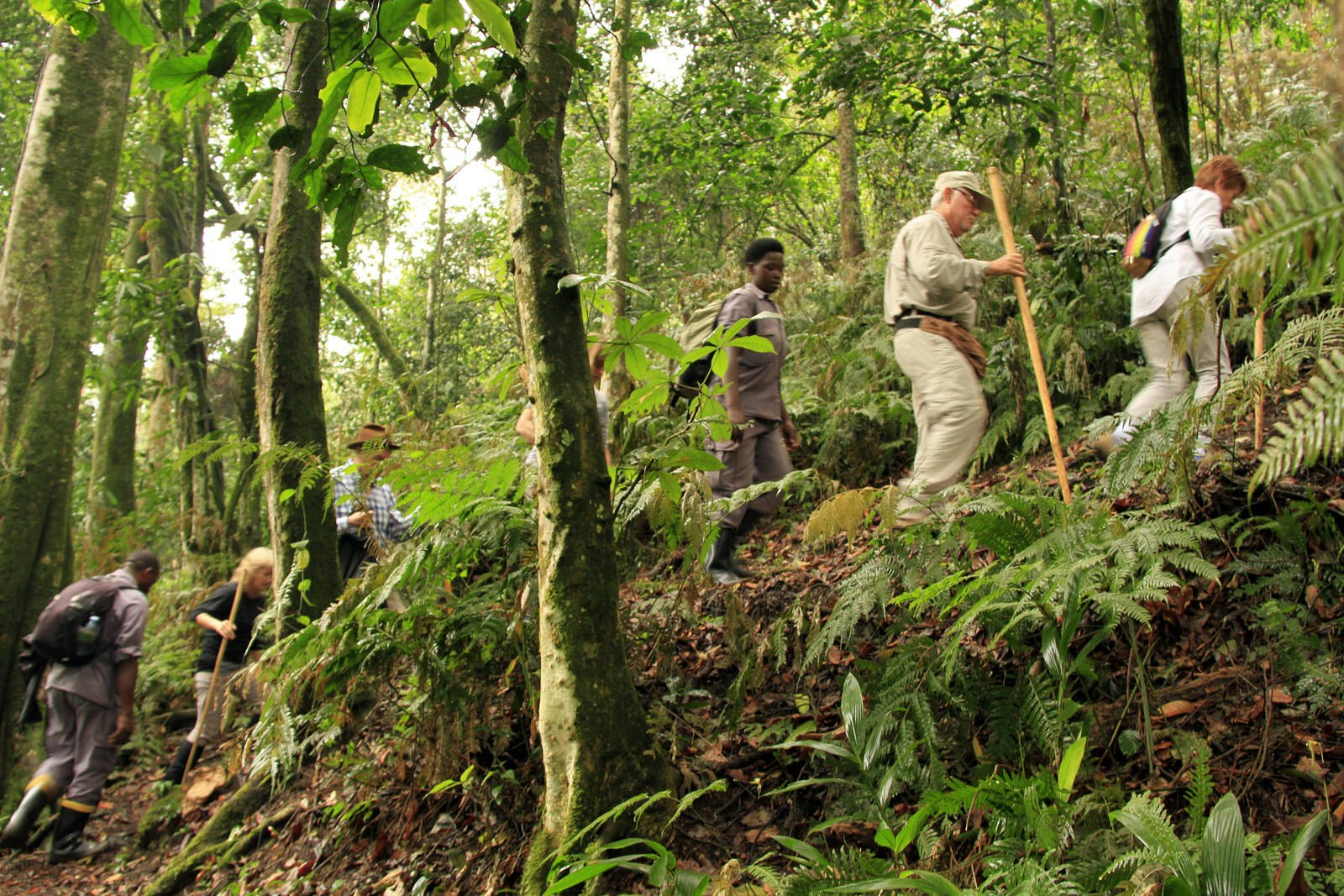 A group of tourists use walking sticks to trek to a gorilla group in the dense forest of Bwindi Impenetrable National Park in Uganda © Will Whitford / Lonely Planet 