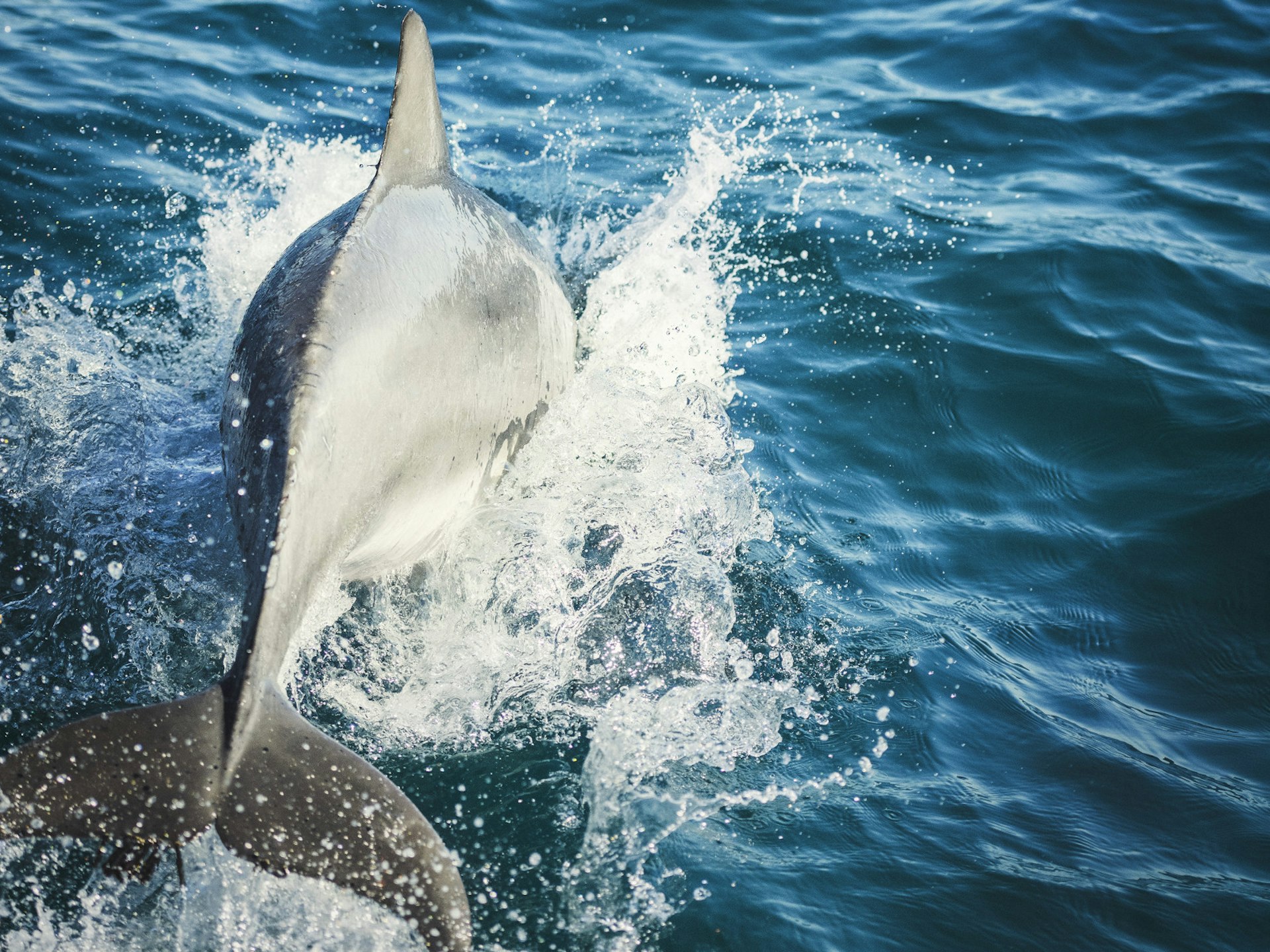 A dolphin skimming the waters of Jervis Bay, Australia